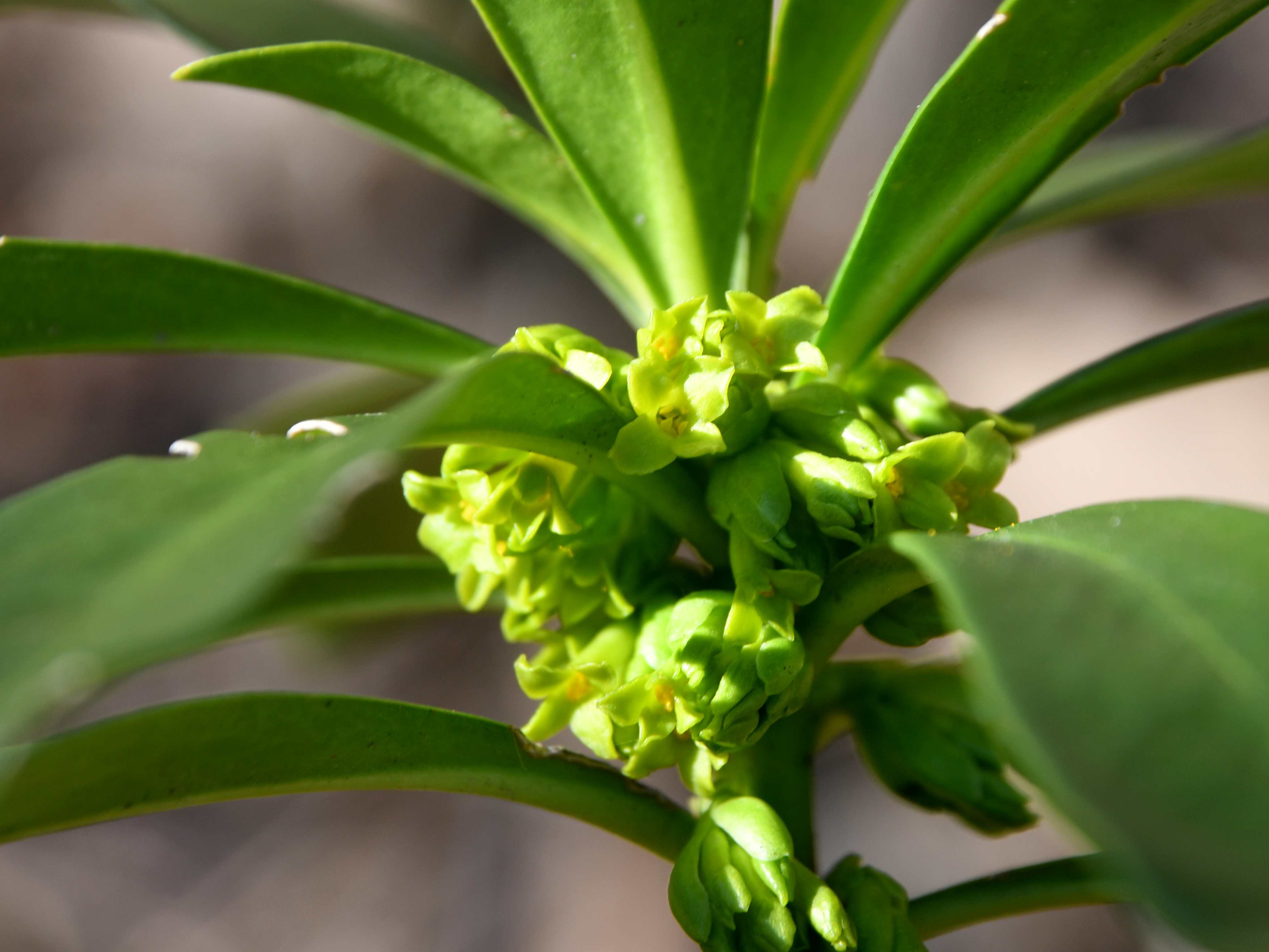 Pfaffstätten - 27022026 - (14) - - Daphne laureola - Lorbeer-Seidelbast.JPG