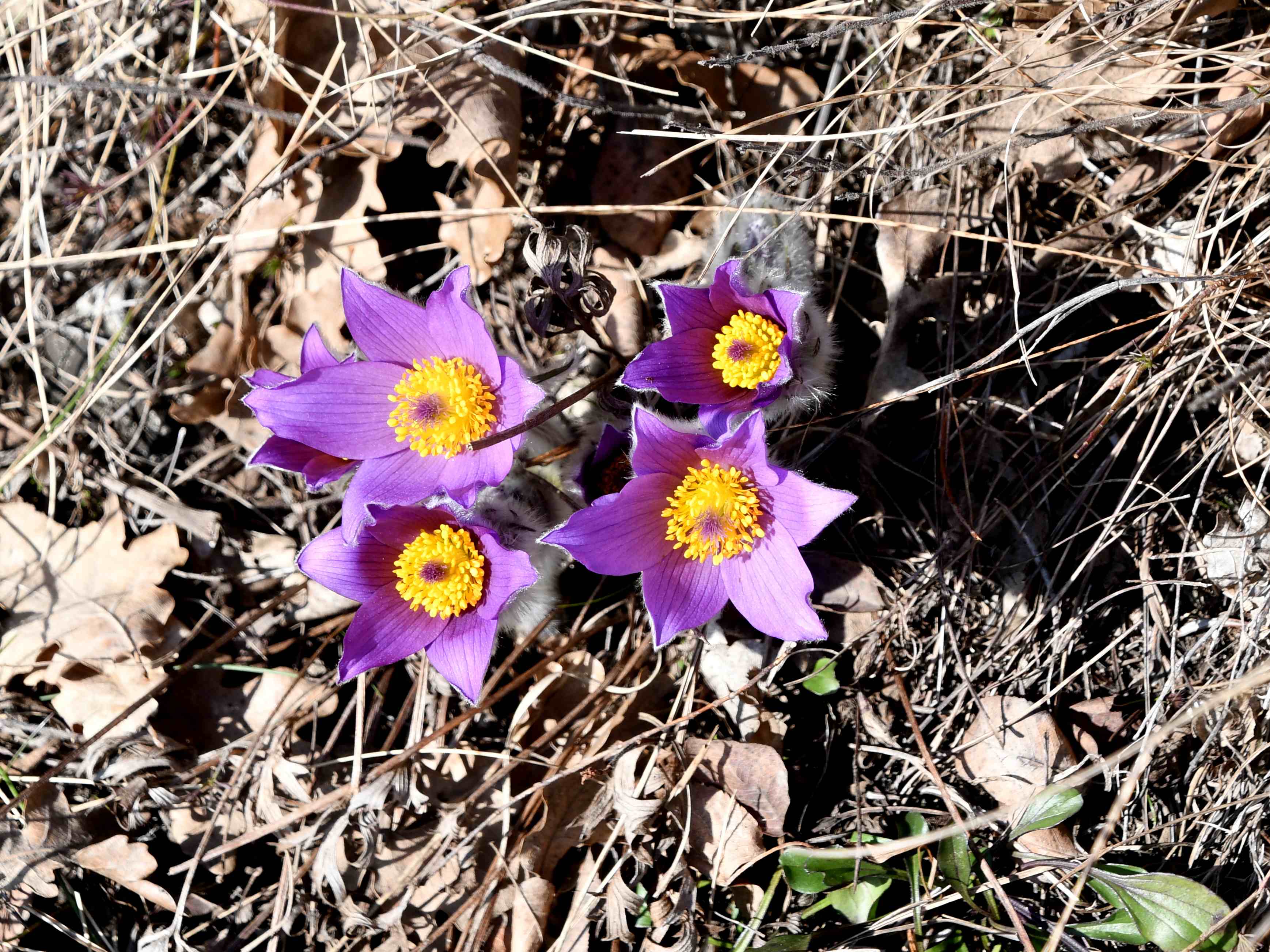 Pfaffstätten - 27022026 - (36) -  - Pulsatilla grandis - Groß-Küchenschelle.JPG
