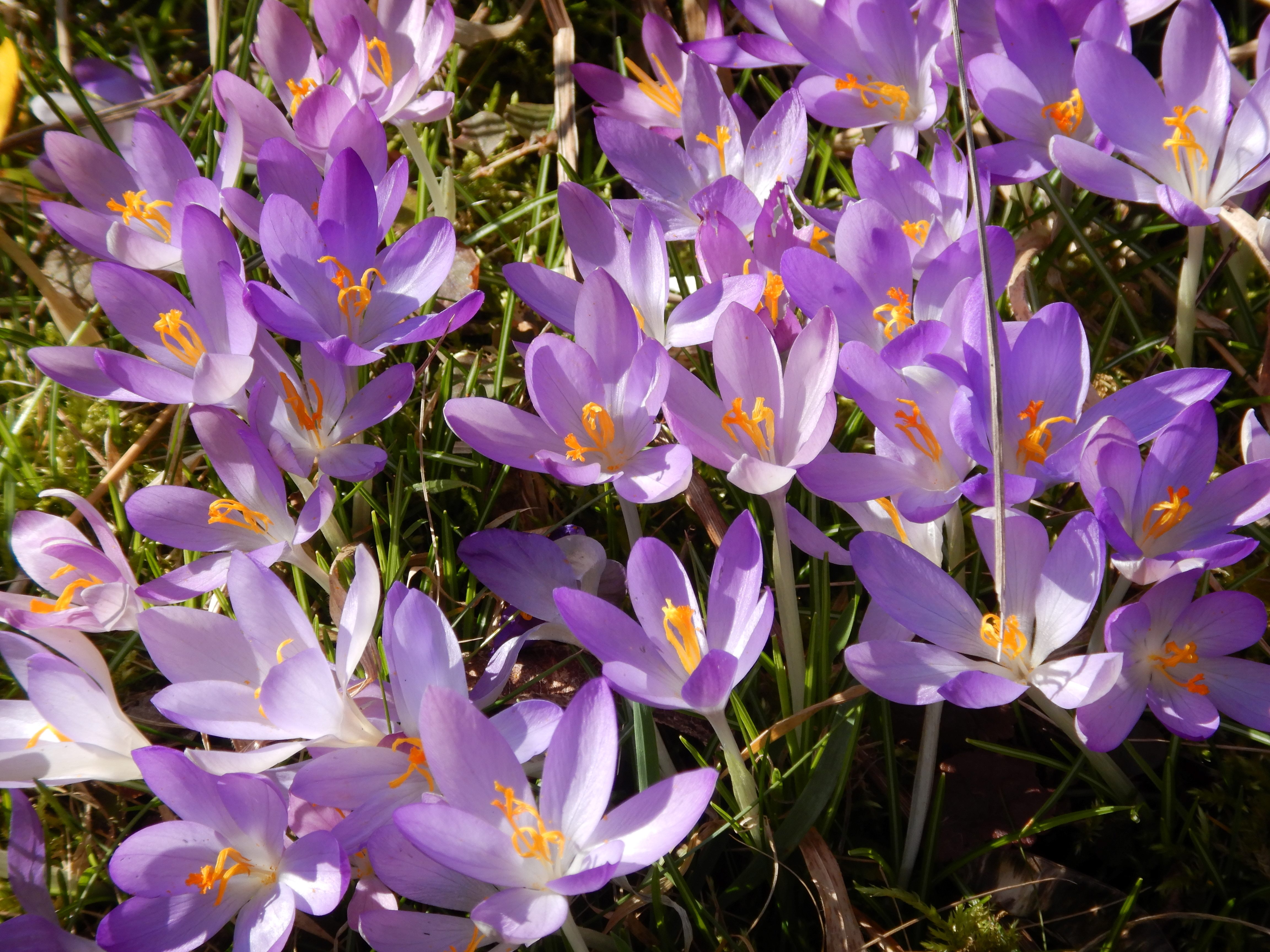DSCN2585 phäno 2026-02-27 prellenkirchen-mitte, crocus tommasinianus.jpg