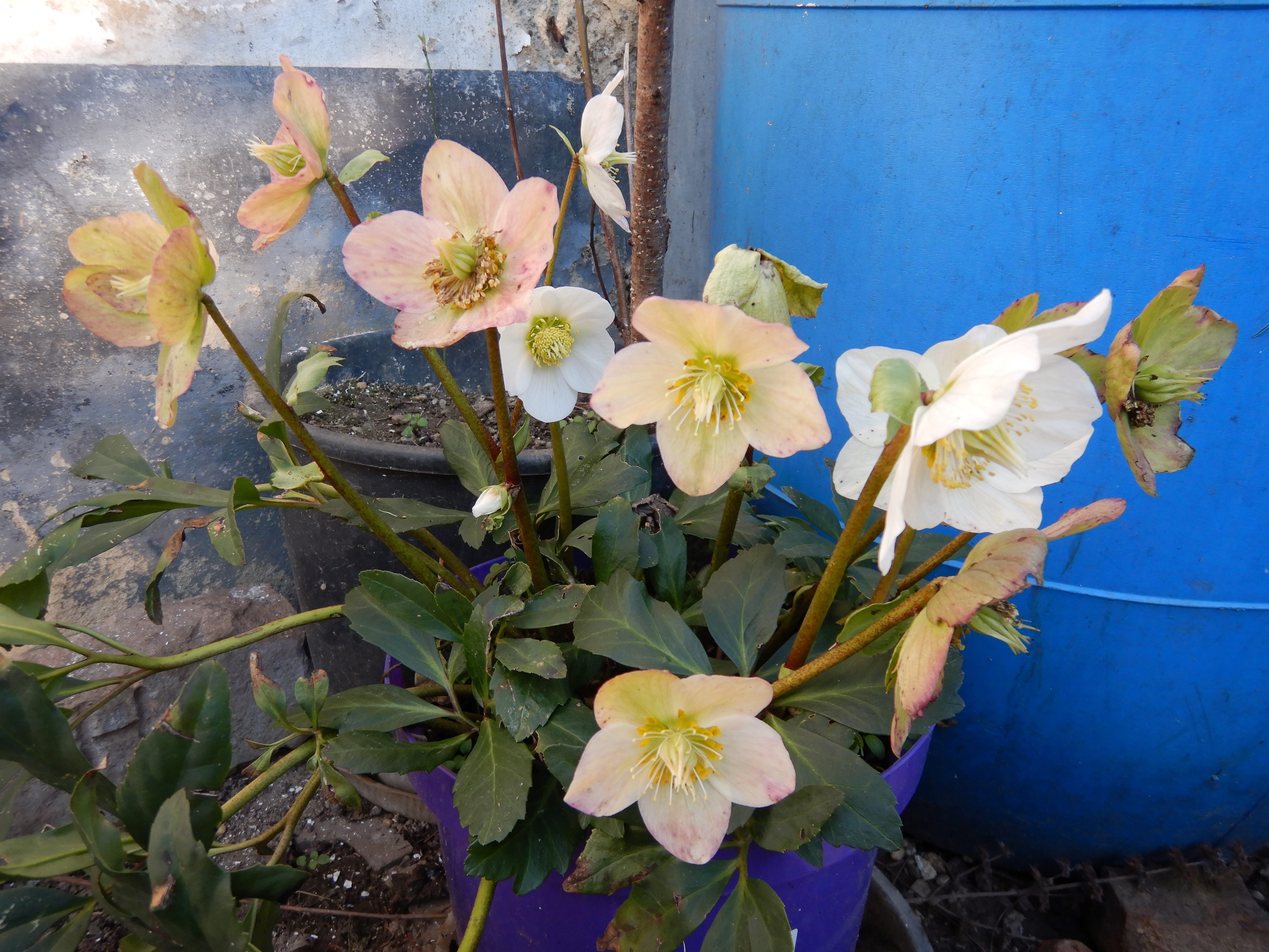 DSCN2597 helleborus niger cultivar, 2026-02-28, prellenkirchen-mitte.jpg