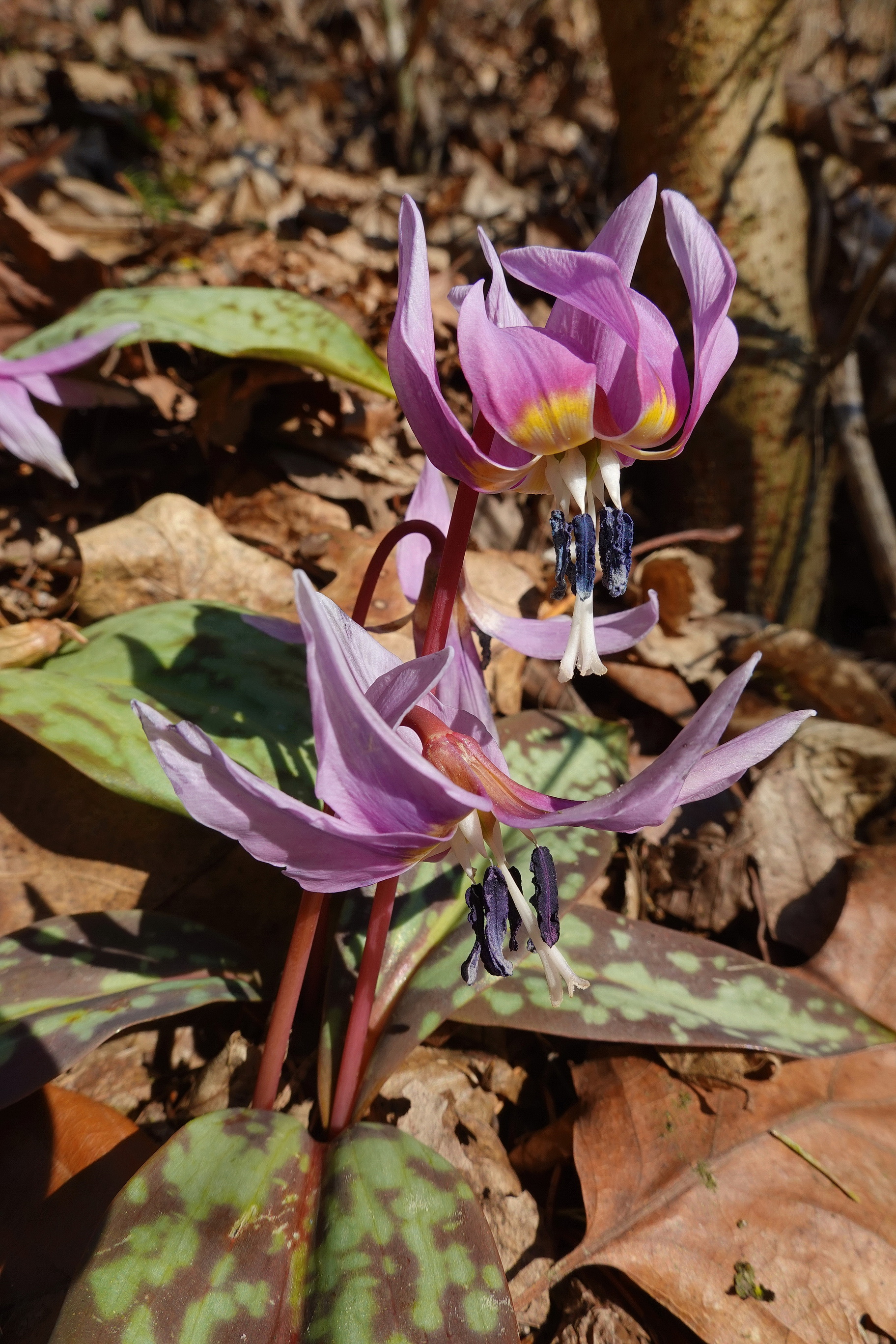 Erythronium.dens-canis.St-Seggauberg.Schlossberg. 27.Feb.26.JPG