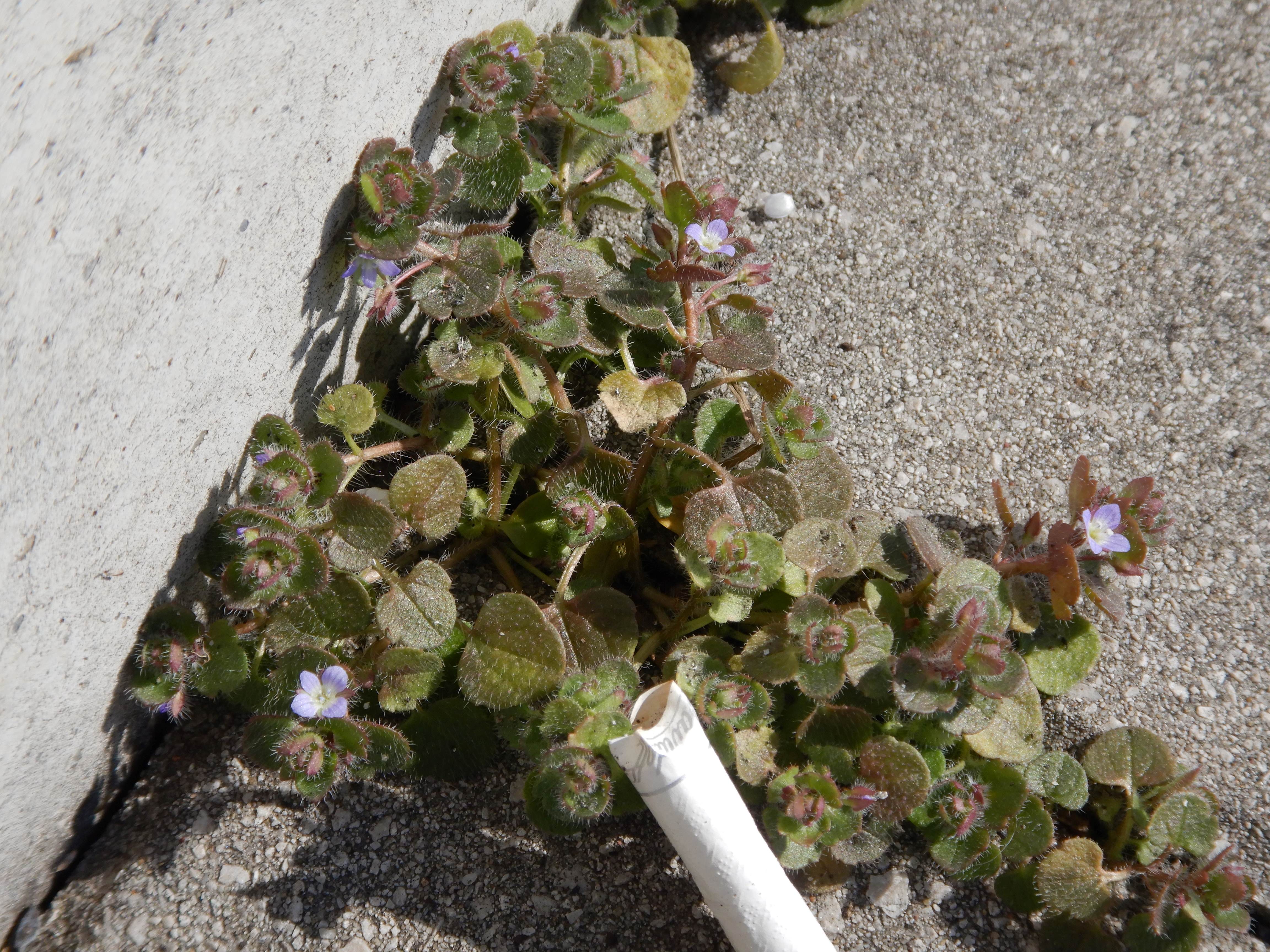 DSCN2738 phäno veronica sublobata, parndorf, 2026-02-28.jpg