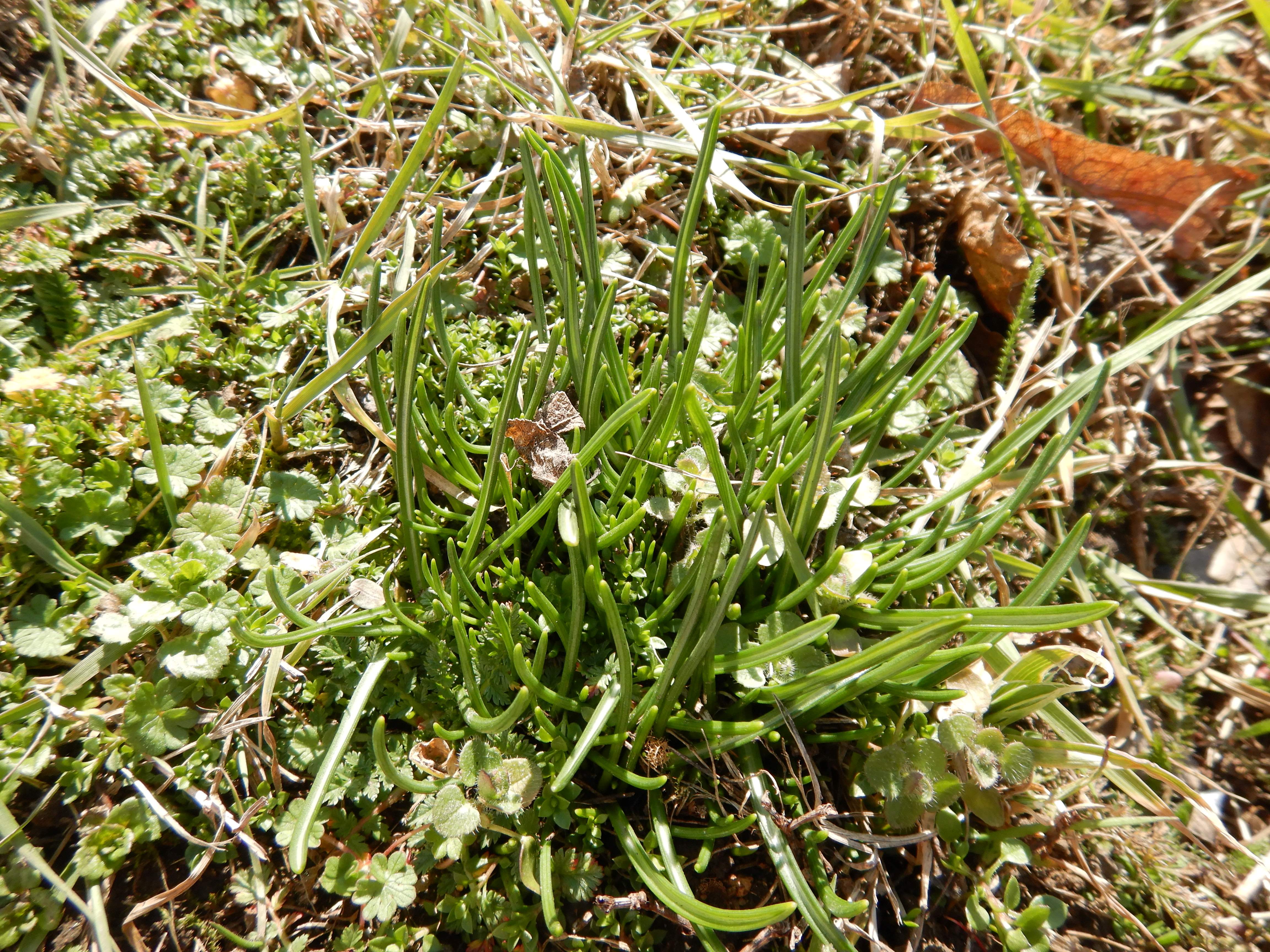 DSCN2739 phäno ornithogalum umbellatum agg., parndorf, 2026-02-28.jpg