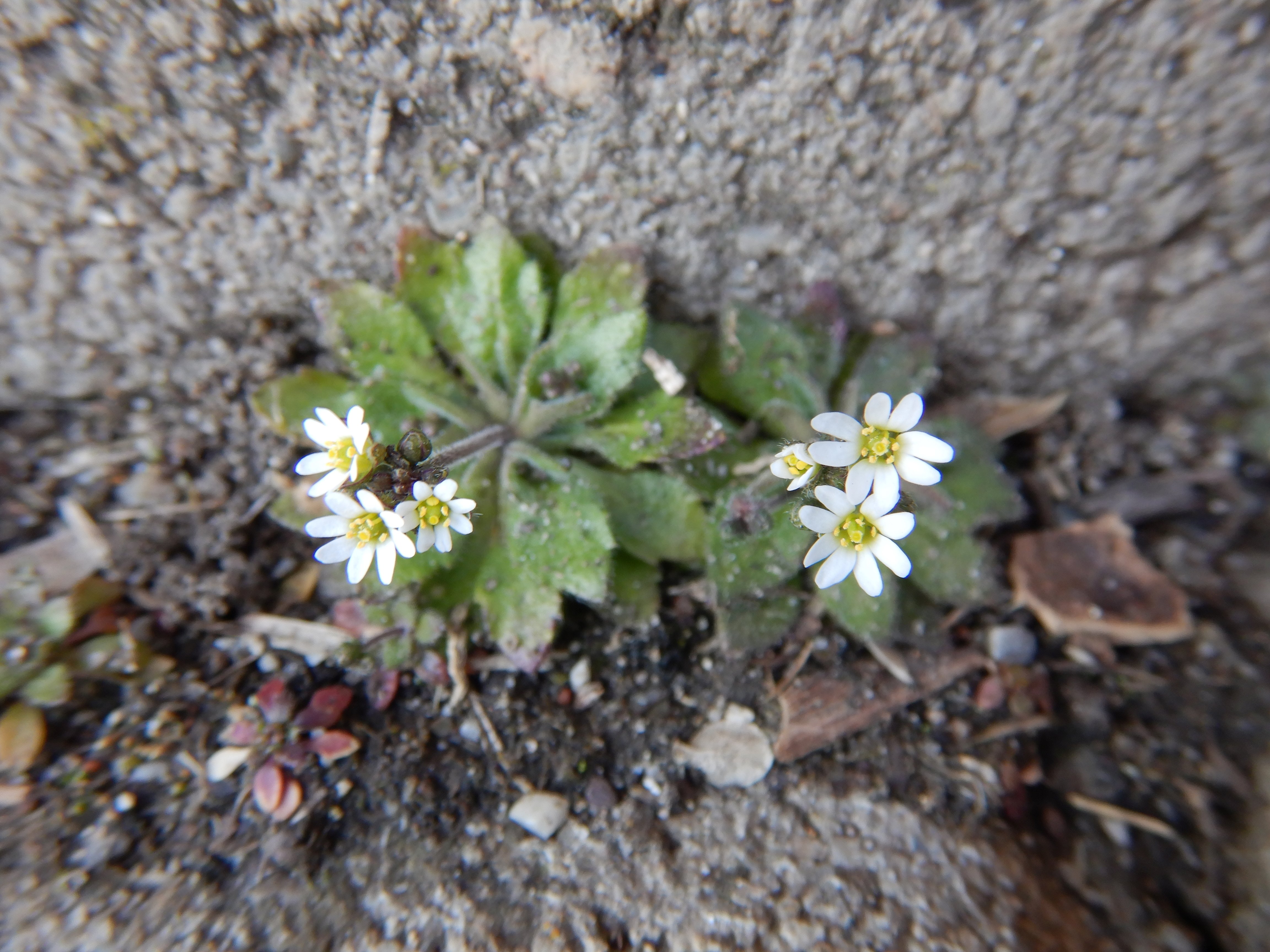 DSCN2775 phäno veronica sublobata, parndorf, 2026-02-28.jpg