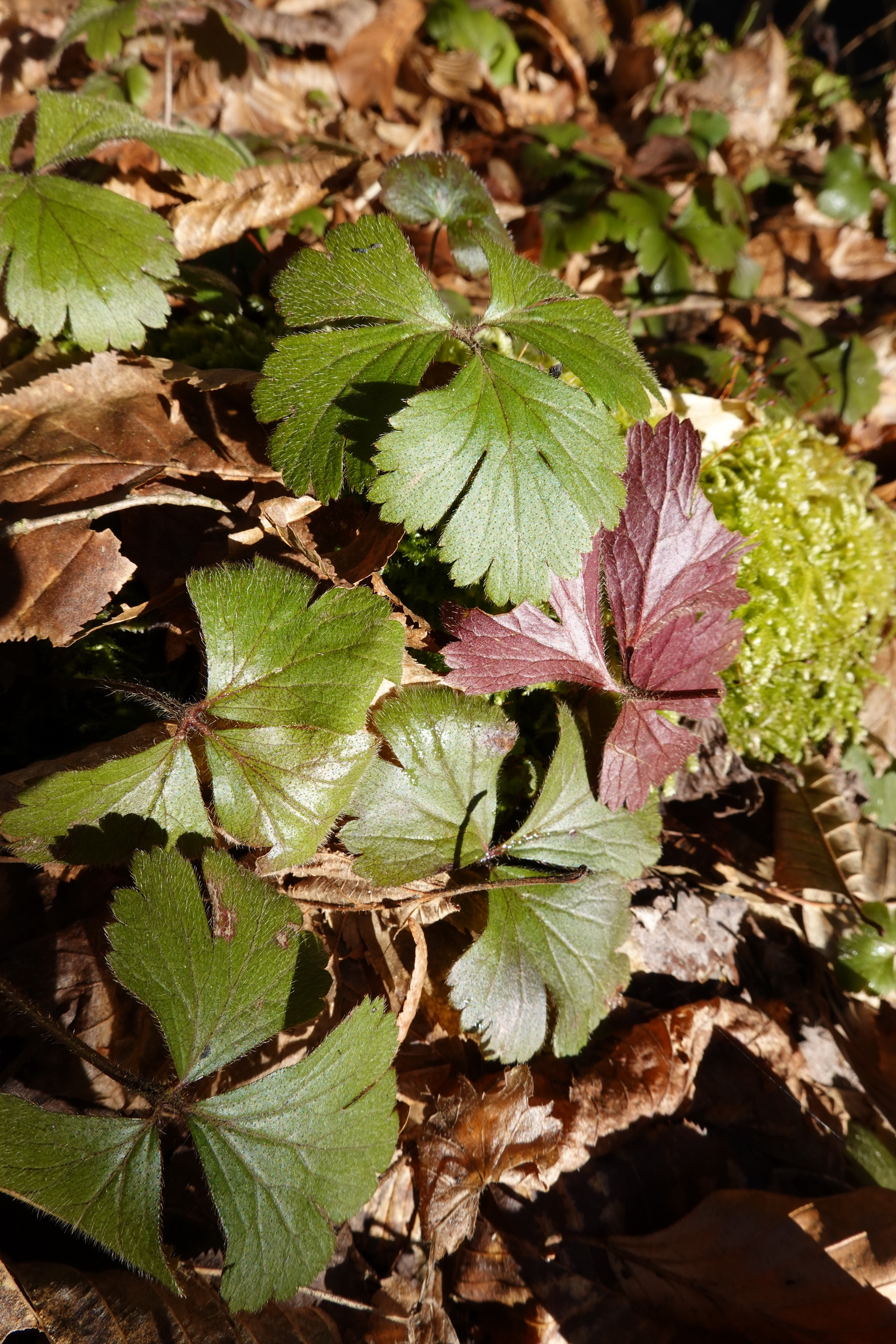 Waldsteinia.ternata.K-Lippitzbach.b.Ruden.28.Feb. 26 - Kopie.JPG