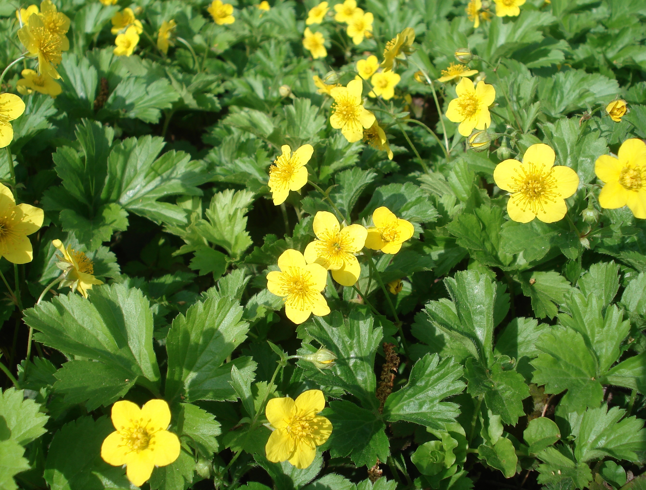 Waldsteinia.ternata.kult. Eibiswald.JPG