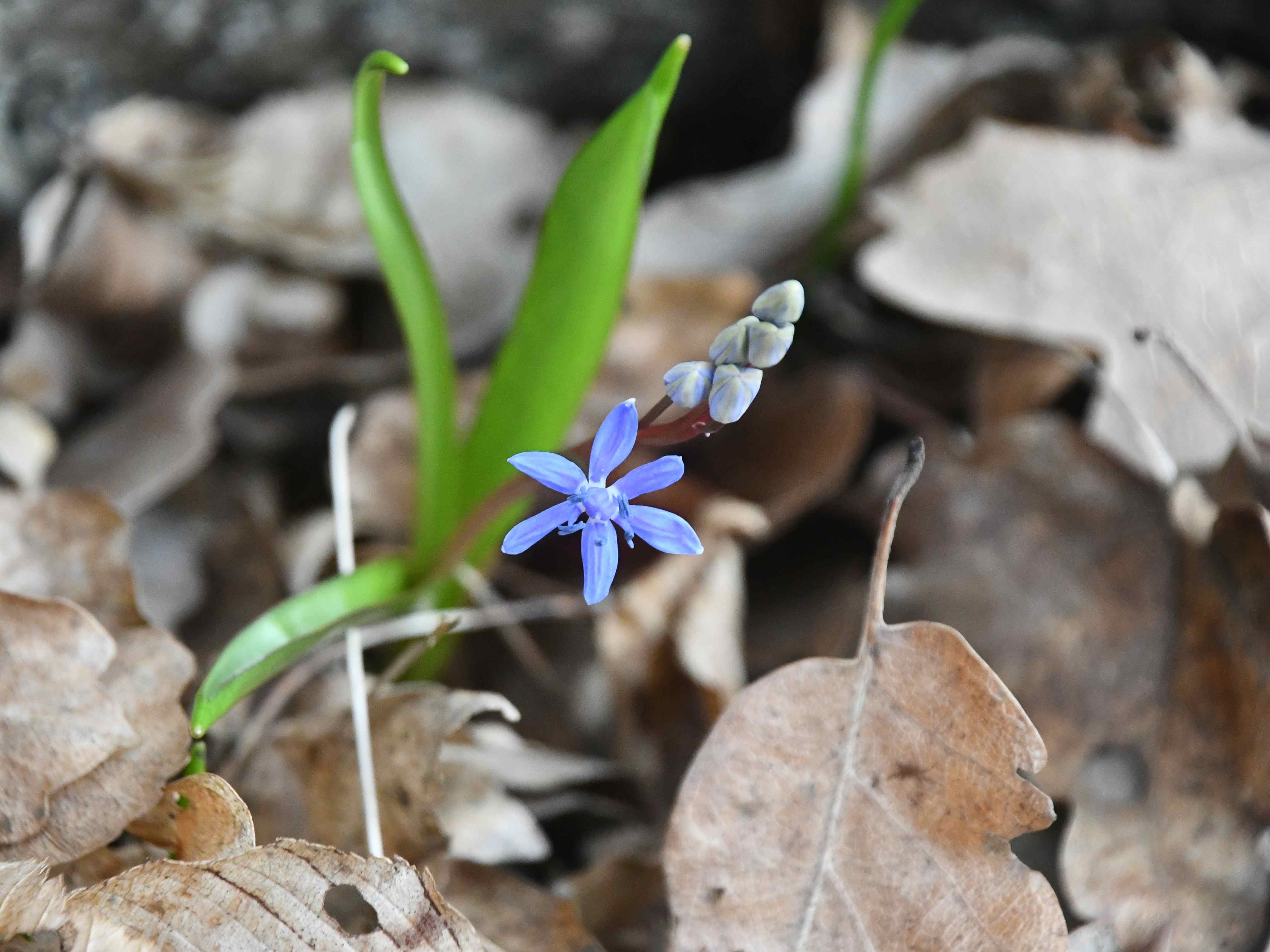 Bft - - 01032026 - (25) - Scilla vindobonensis - Wien-Blaustern.JPG