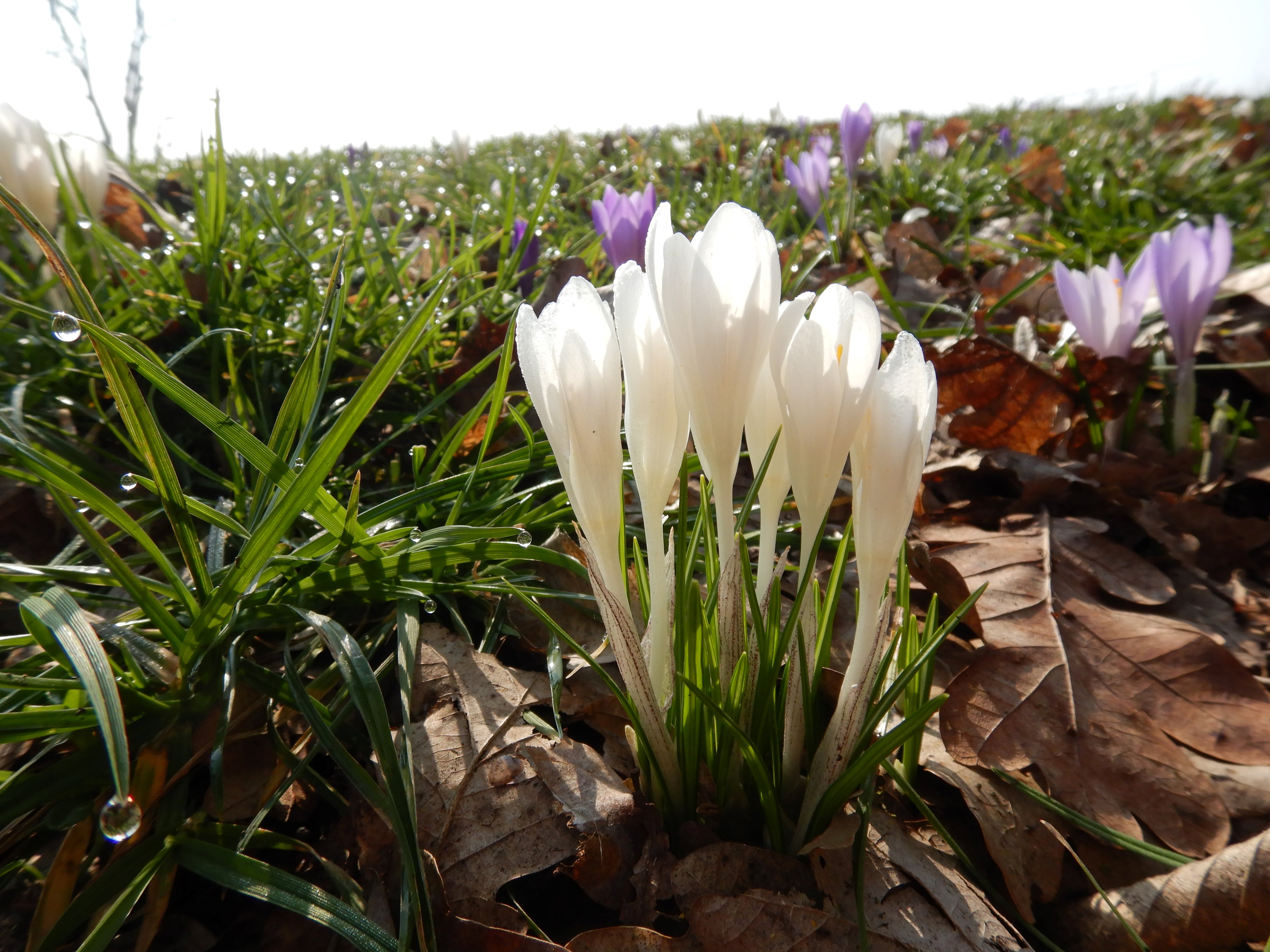 DSCN2920 crocus exiguus südstmk 2026-03-03.jpg