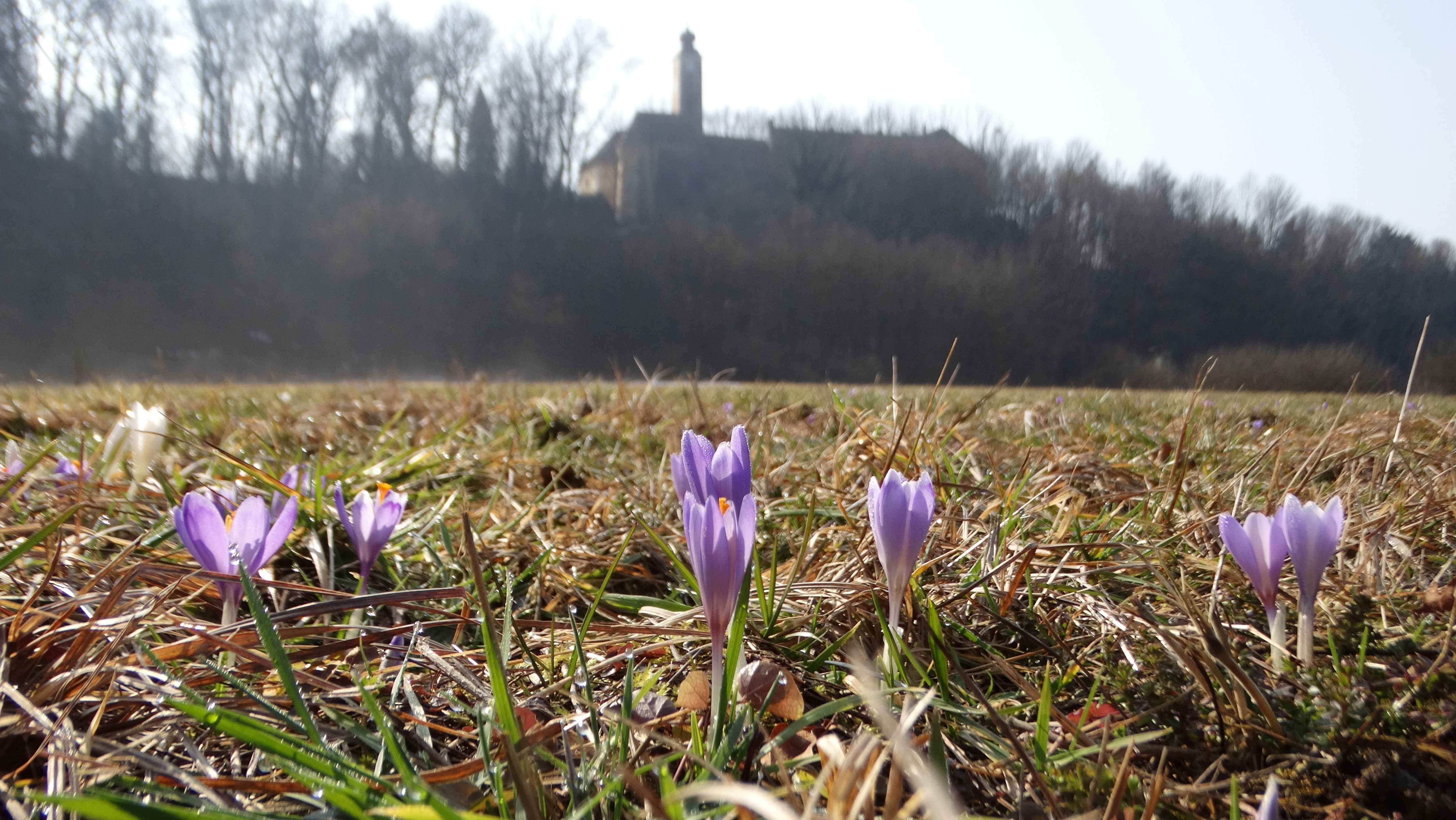 DSC07495 crocus exiguus südstmk 2026-03-03.jpg