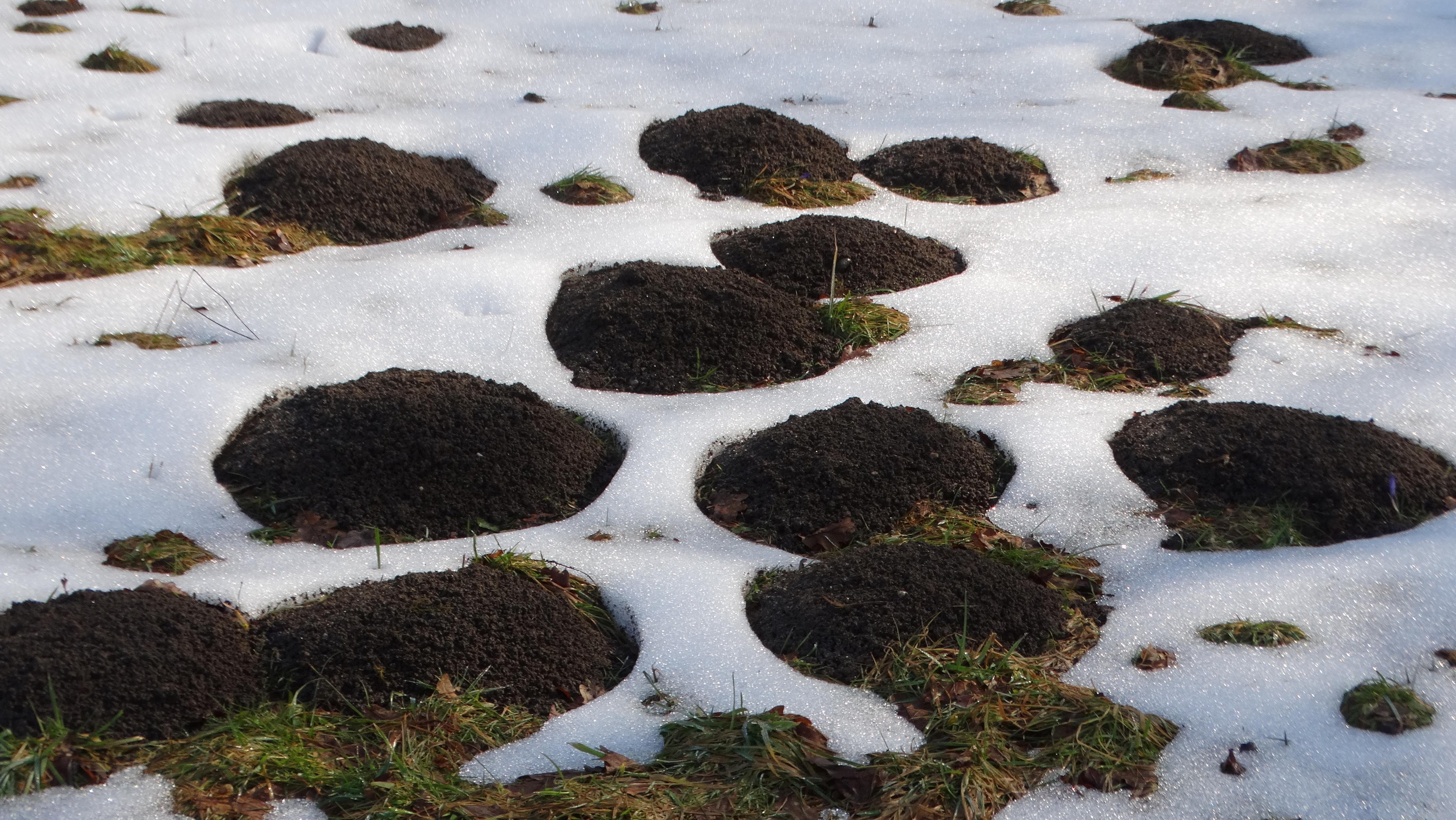 DSC07497 talpa europaea südstmk 2026-03-03.jpg