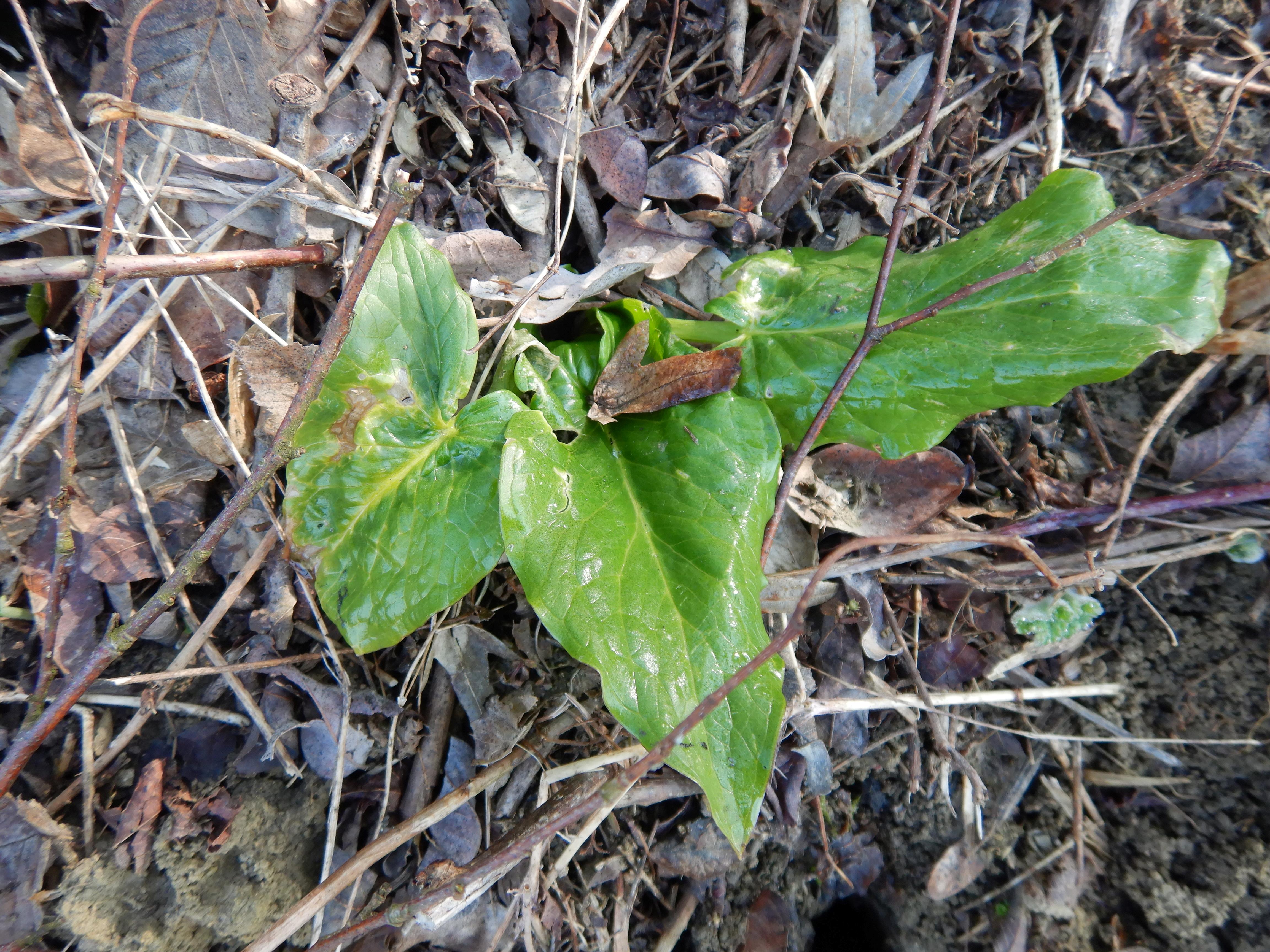 DSCN2964 arum maculatum südstmk 2026-03-03.jpg