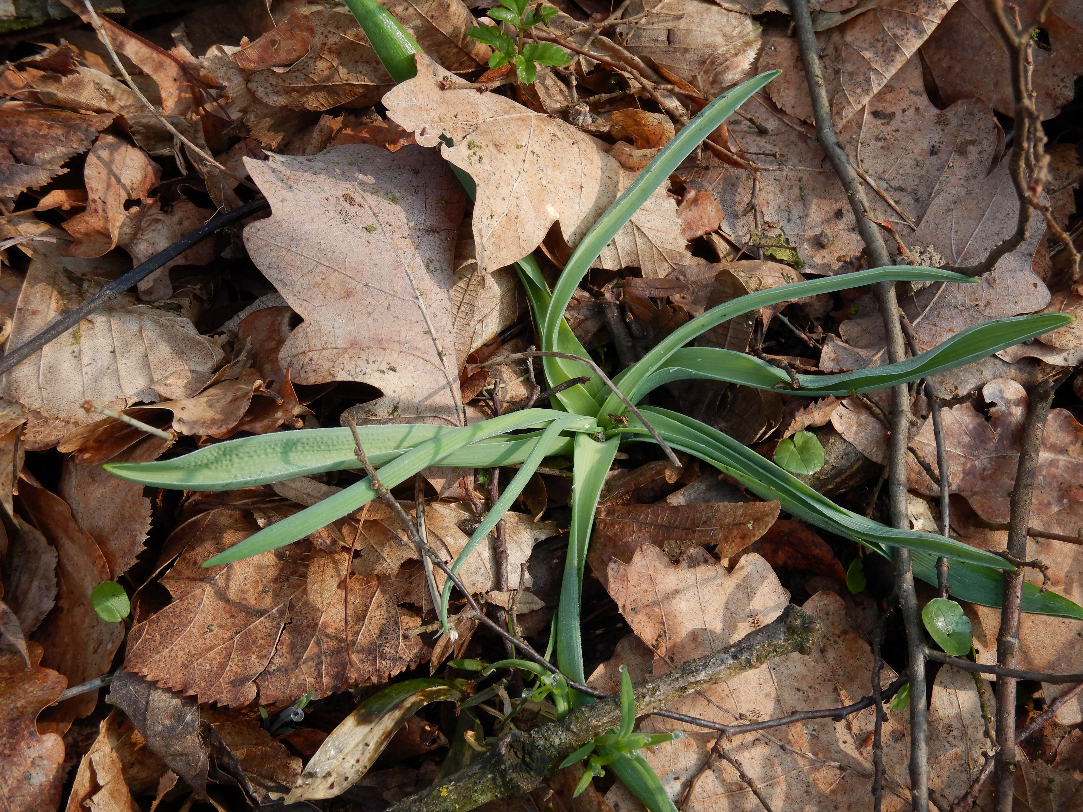 DSCN2985 muscari comosum südstmk 2026-03-03.jpg