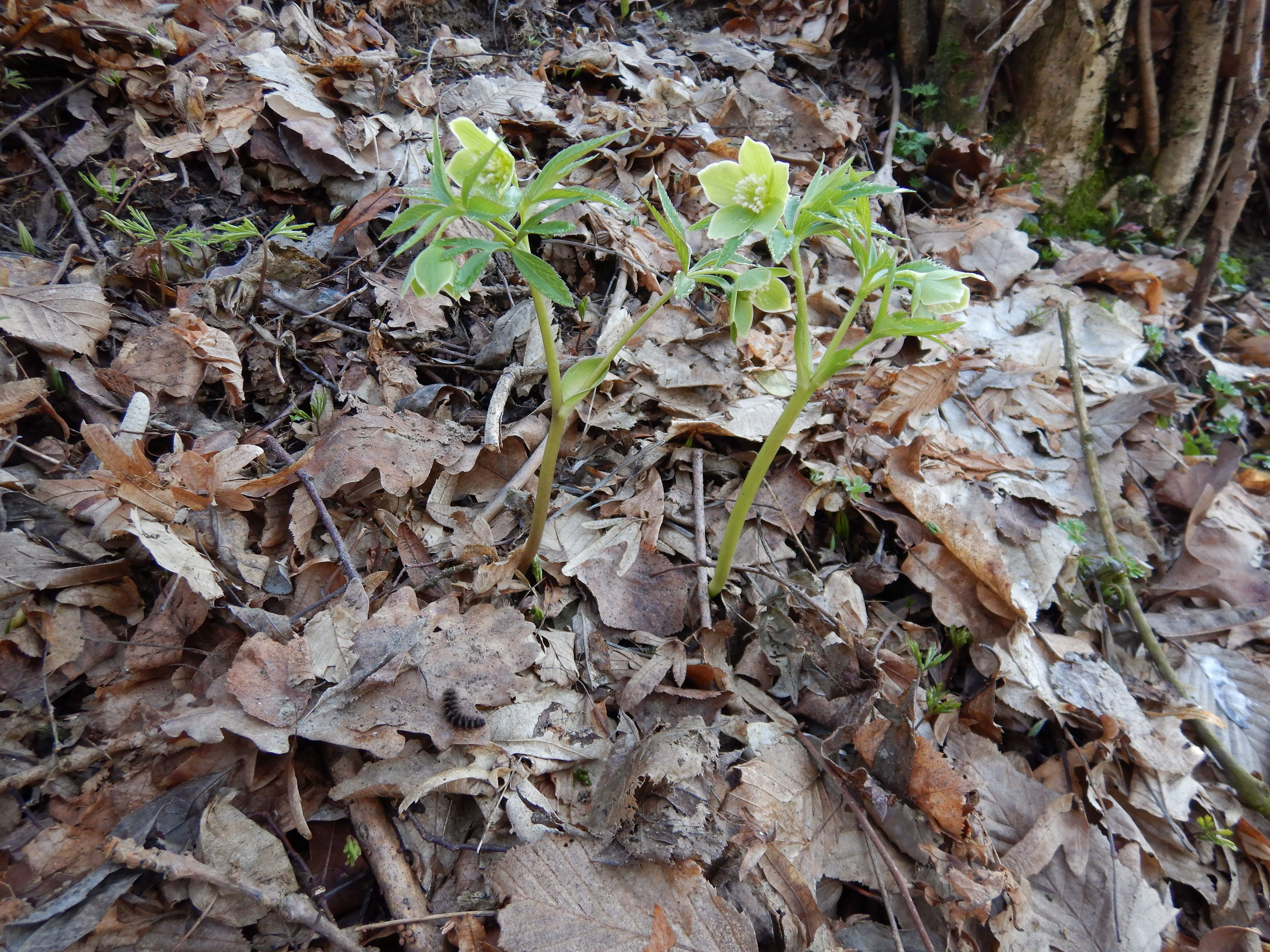 DSCN3014 helleborus cf. dumetorum südstmk 2026-03-03.jpg