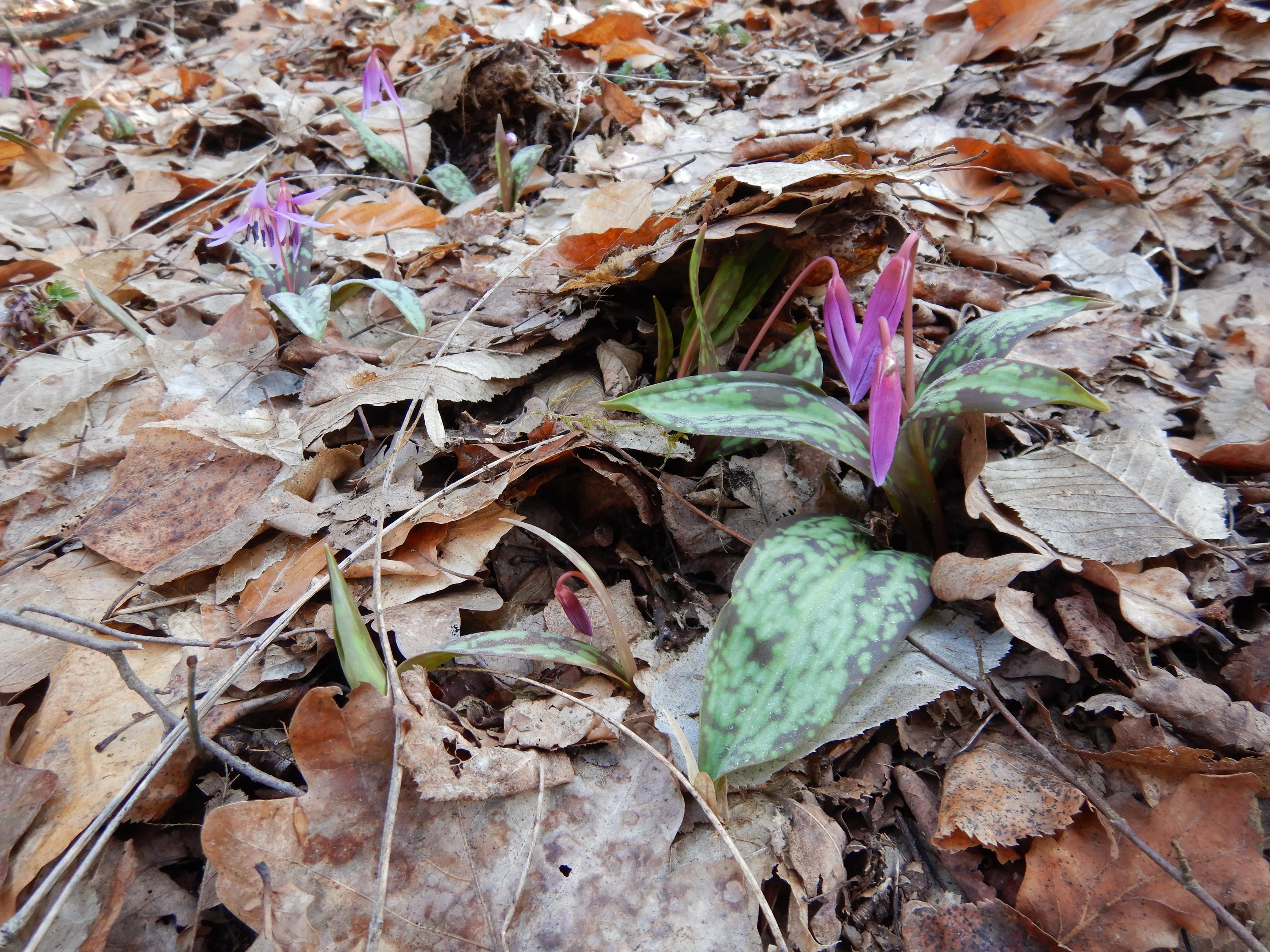 DSCN3034 erythronium dens-canis südstmk 2026-03-03.jpg
