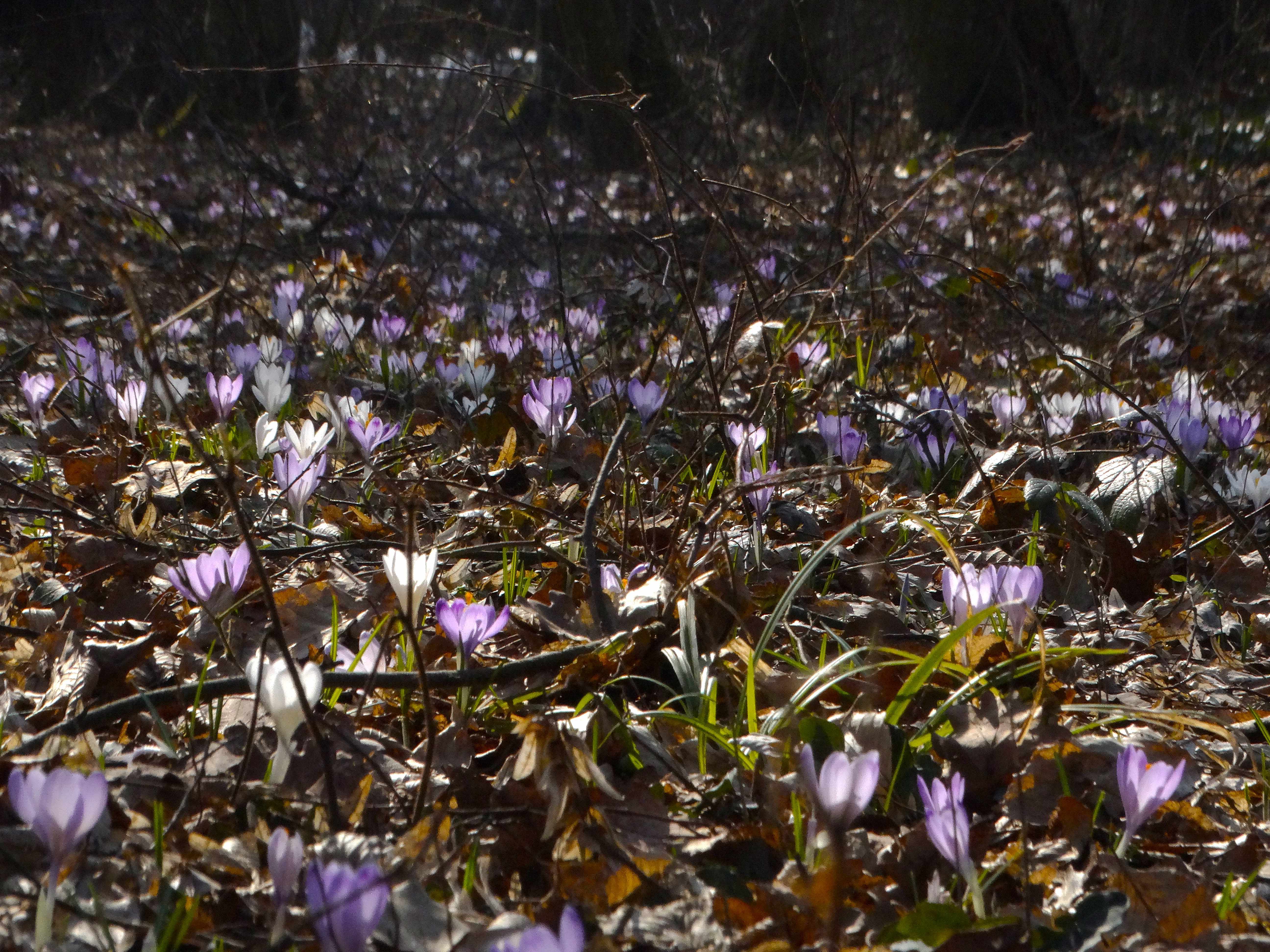 DSC07524 crocus exiguus südstmk 2026-03-03.jpg