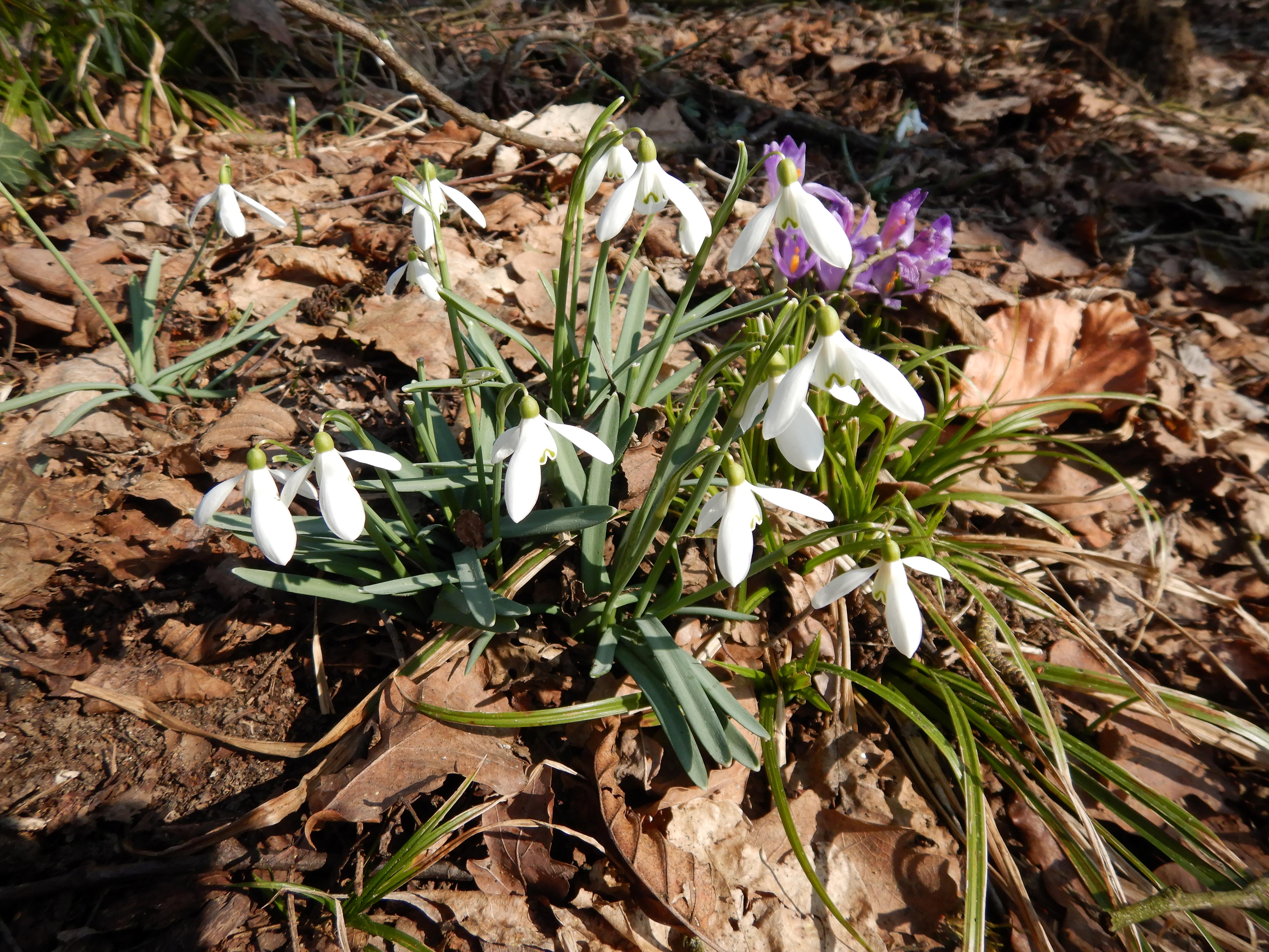 DSCN3103 galanthus nivalis 2026-03-03.jpg