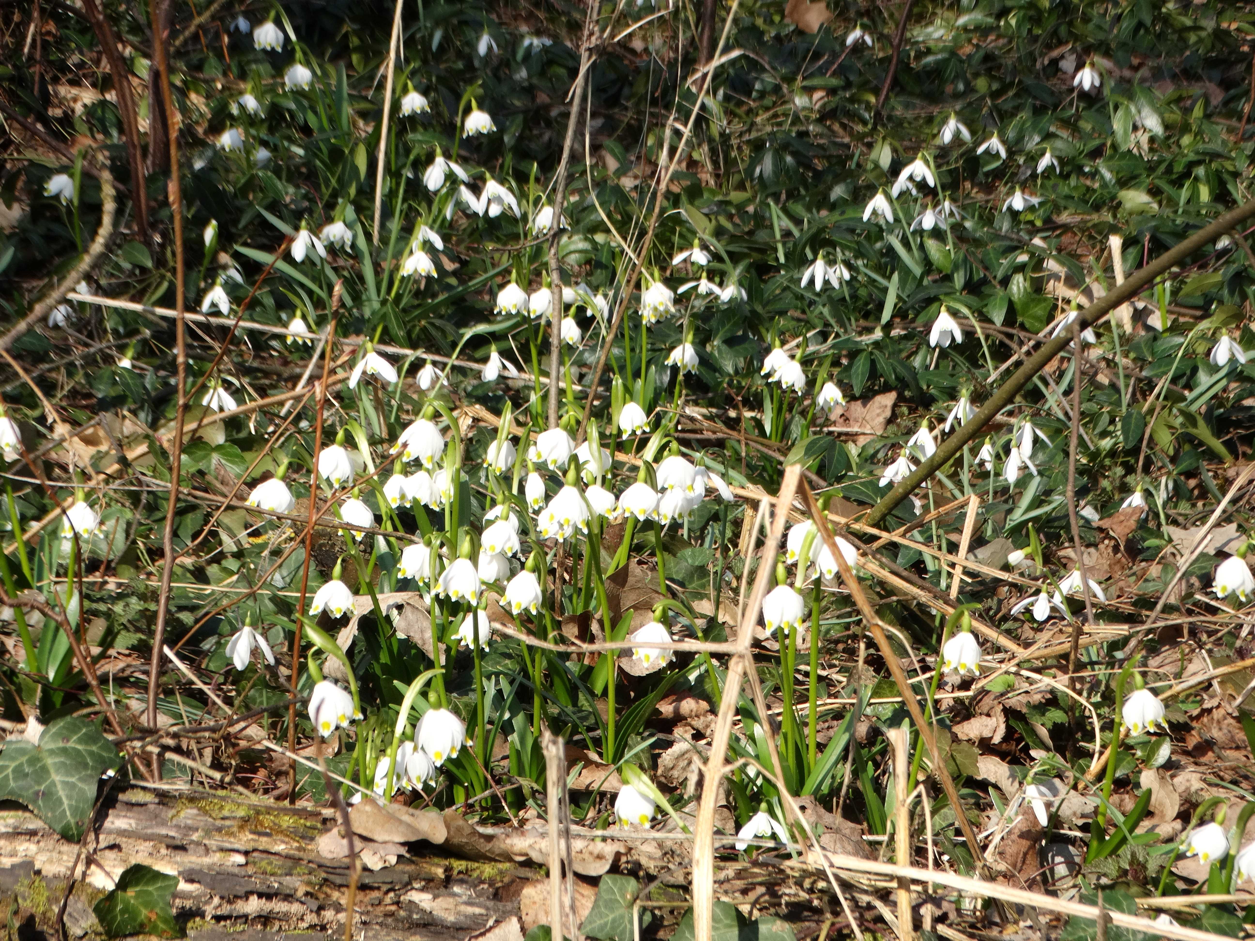 DSC07535 leucojum verum, galanthus nivalis südstmk 2026-03-03.jpg