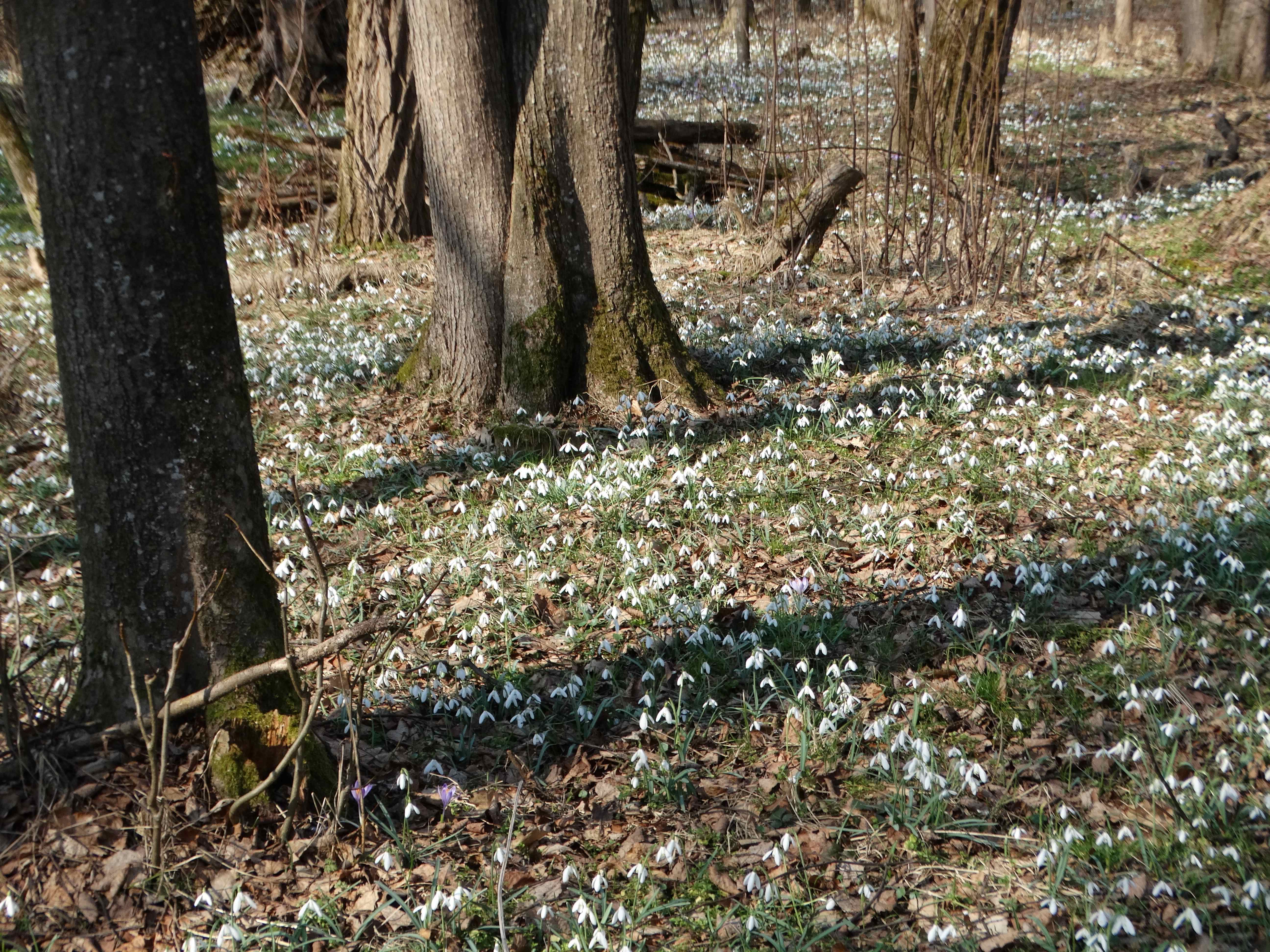 DSC07543 galanthus nivalis südstmk 2026-03-03.jpg