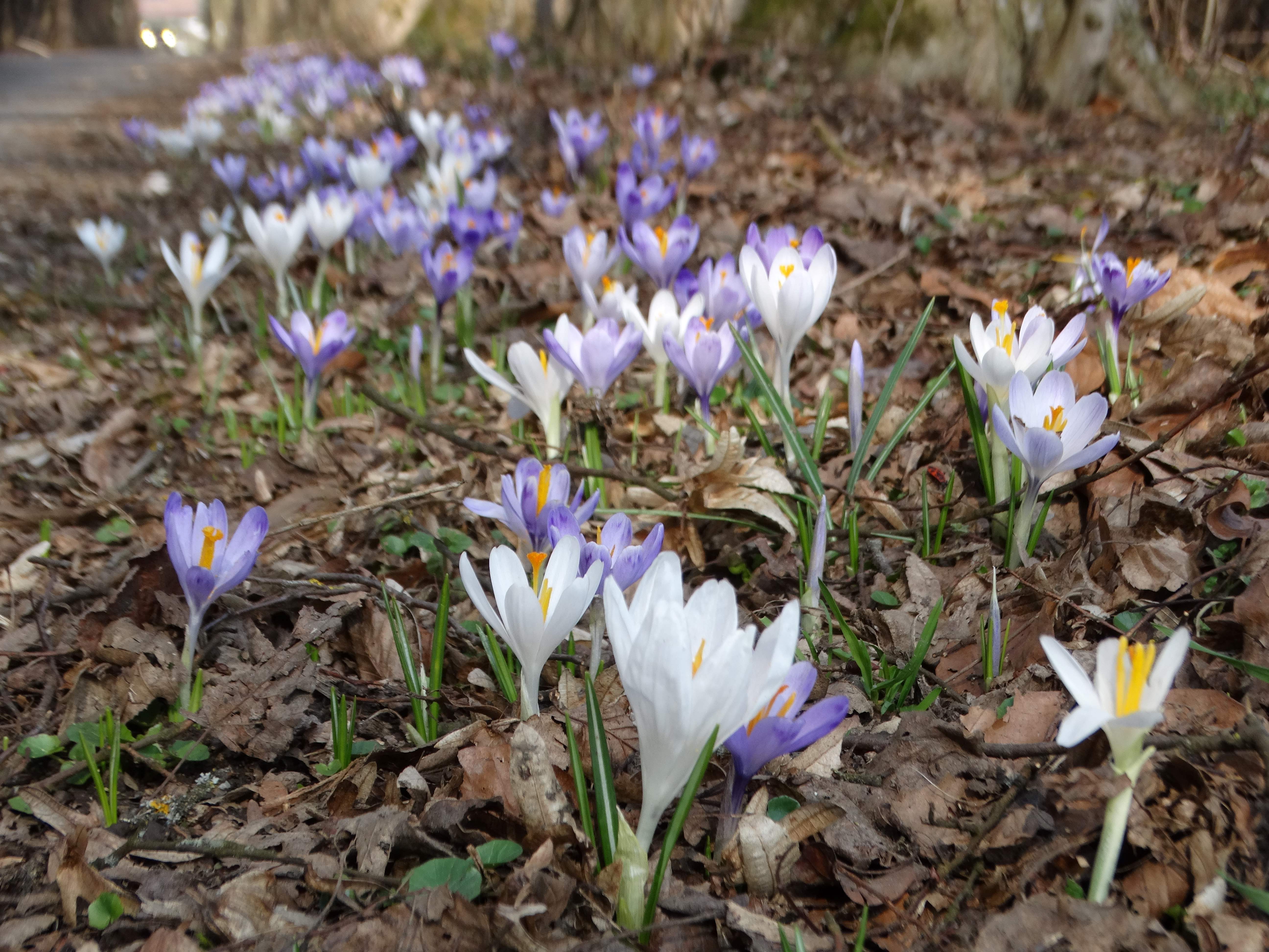 DSC07550 crocus exiguus südstmk 2026-03-03.jpg
