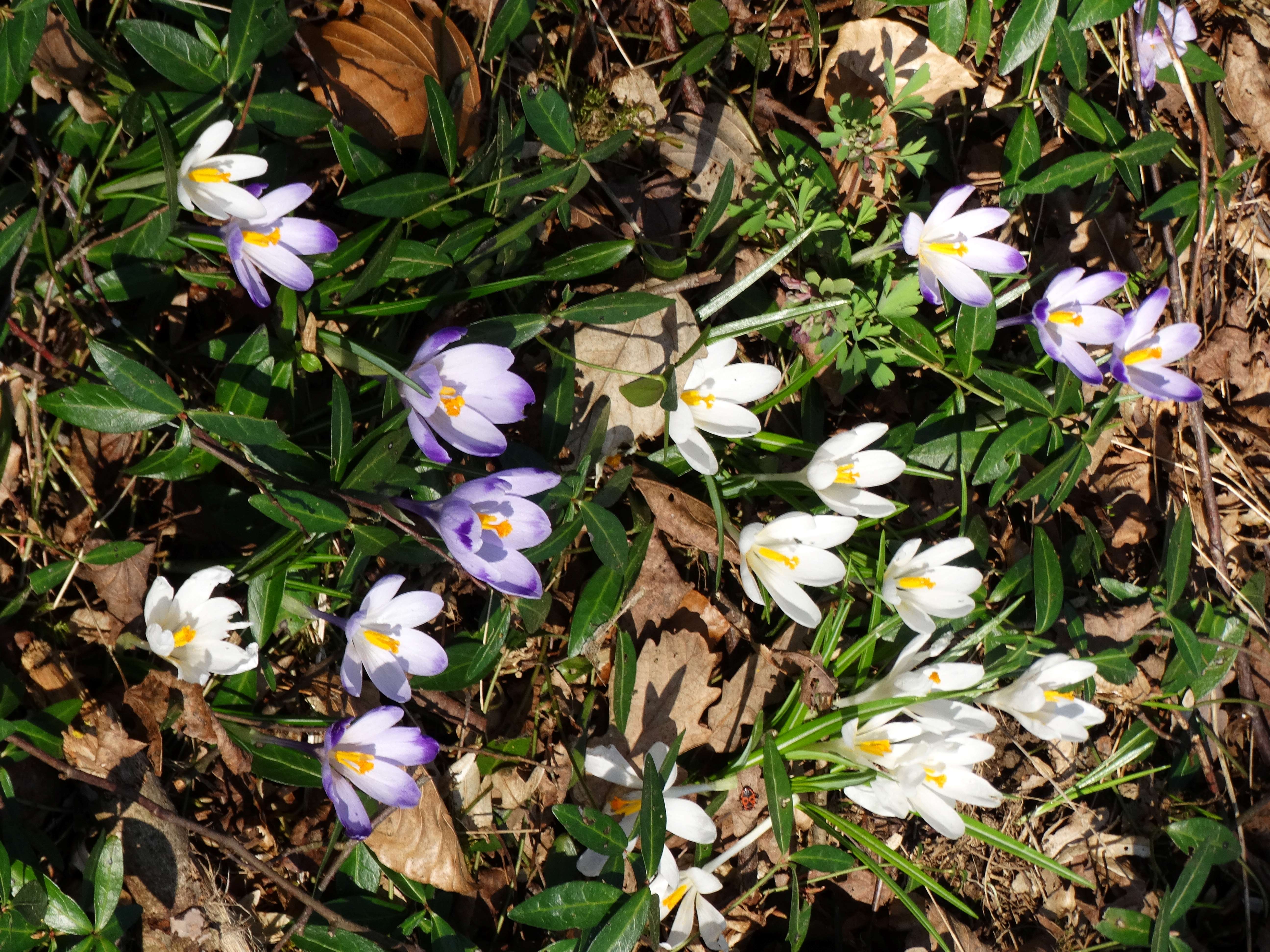 DSC07551 crocus exiguus südstmk 2026-03-03.jpg