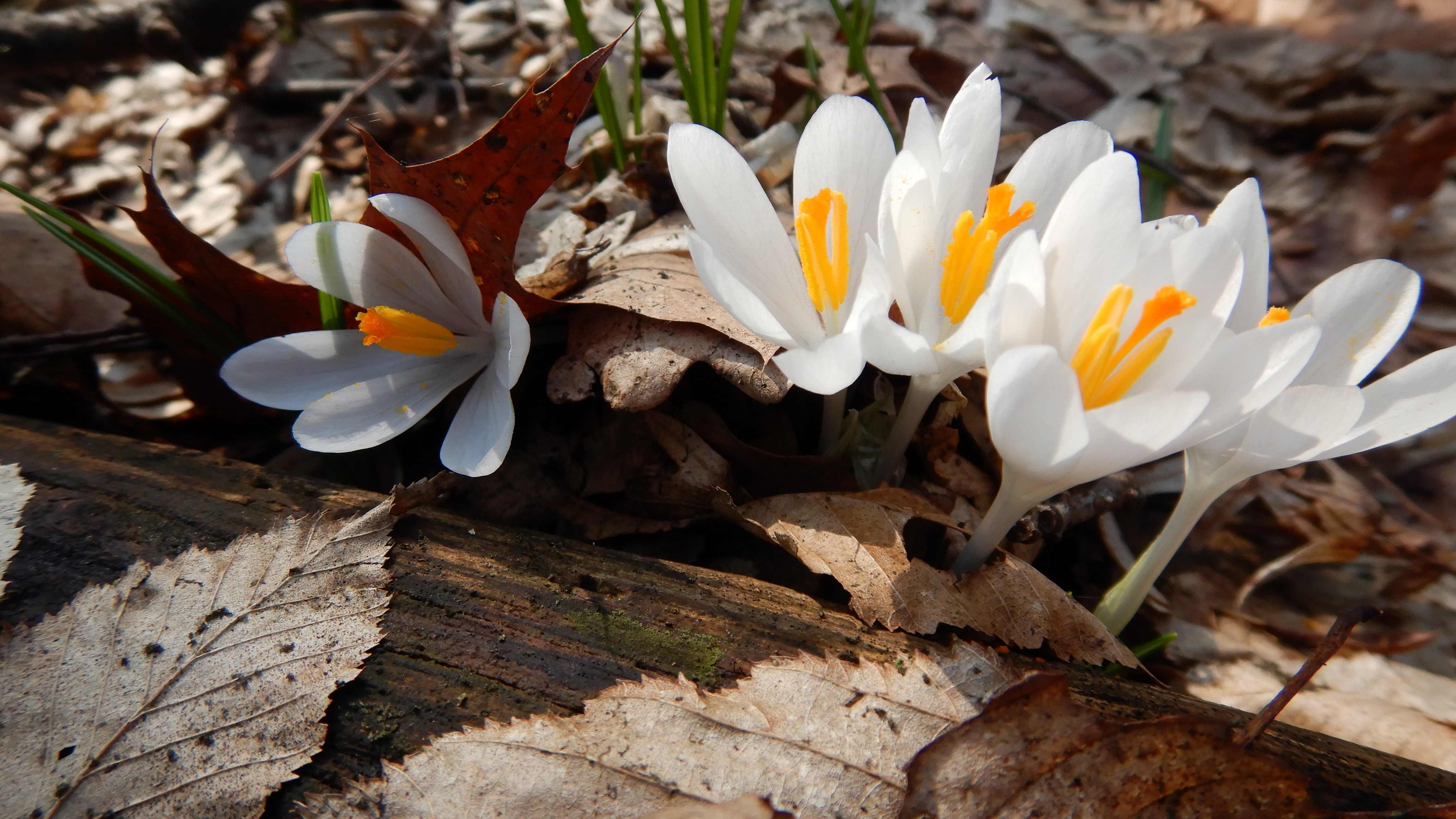 DSCN3160 crocus exiguus südstmk 2026-03-03.jpg
