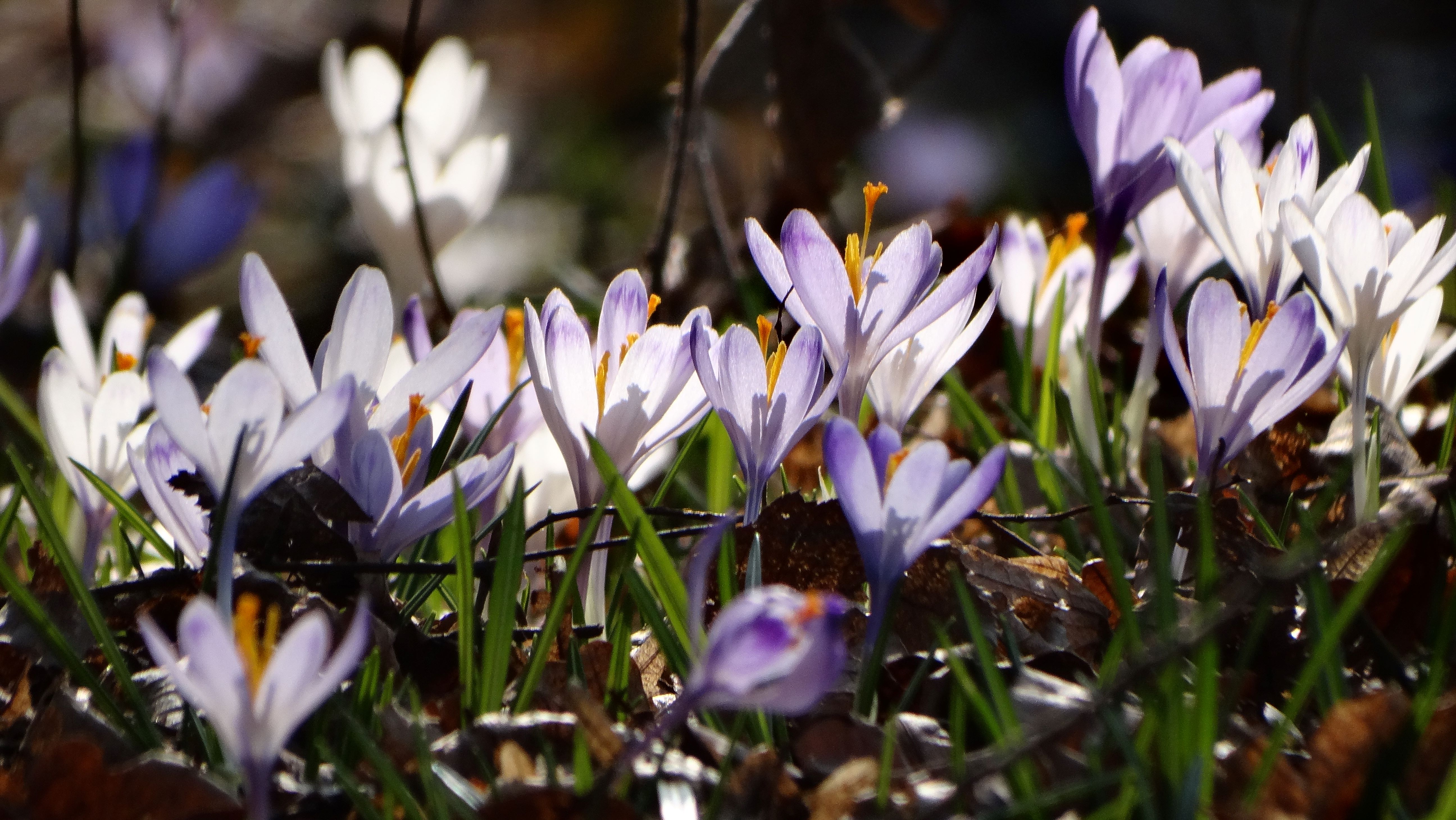 DSC07563 crocus exiguus südstmk 2026-03-03.jpg