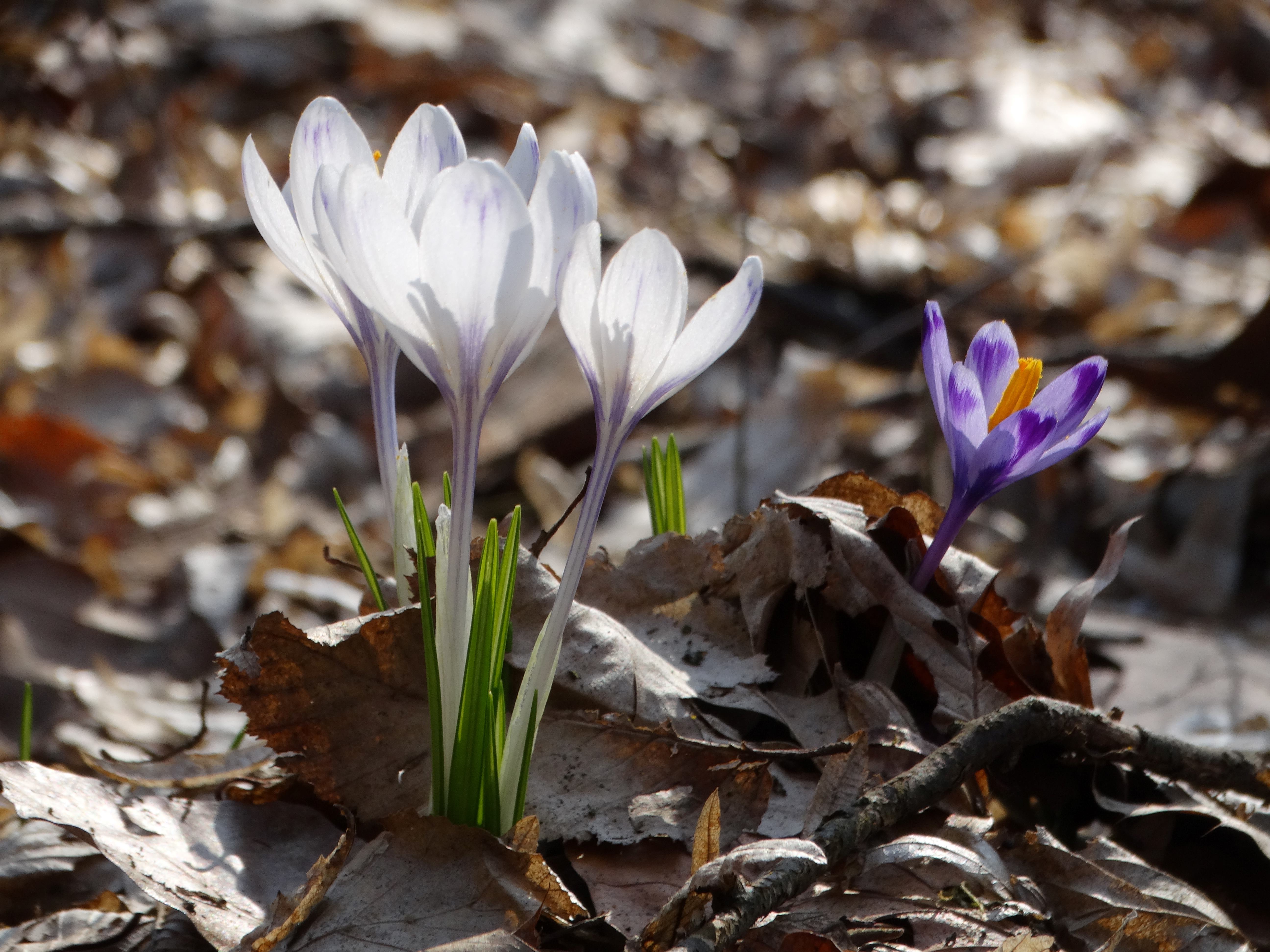 DSC07565 crocus exiguus südstmk 2026-03-03.jpg