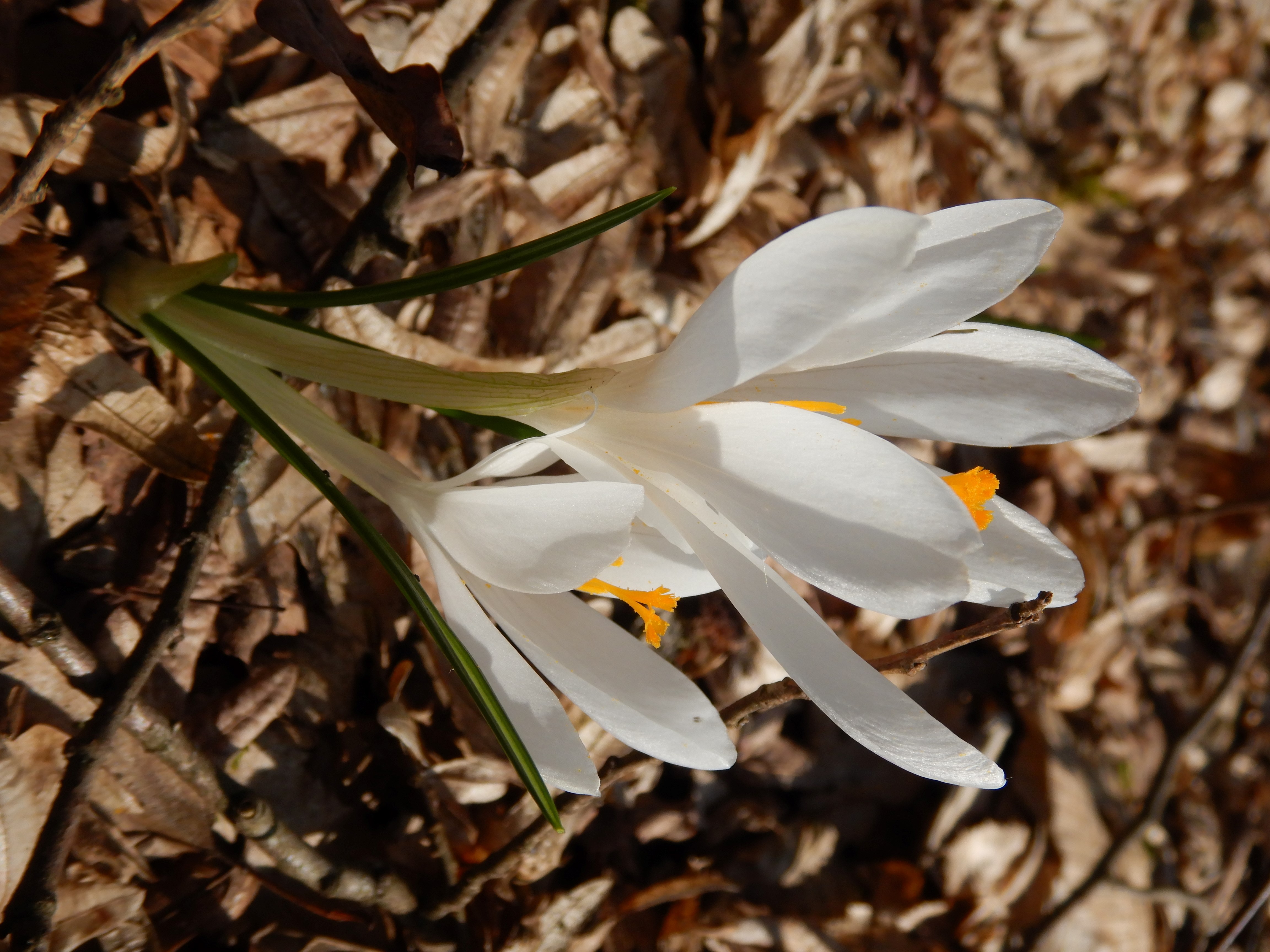 DSCN3171 crocus exiguus südstmk 2026-03-03.jpg