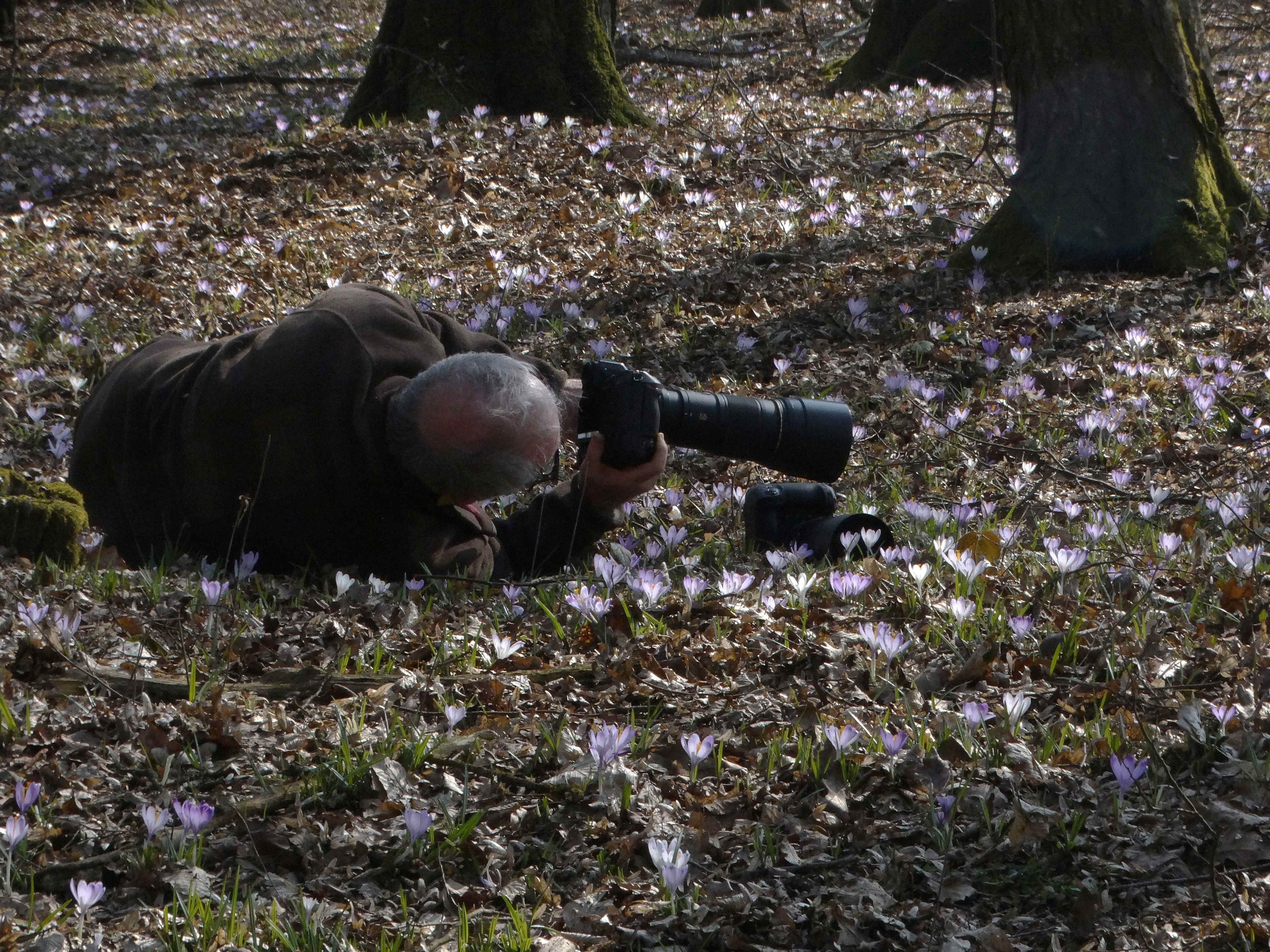 DSC07571 crocus exiguus südstmk 2026-03-03.jpg