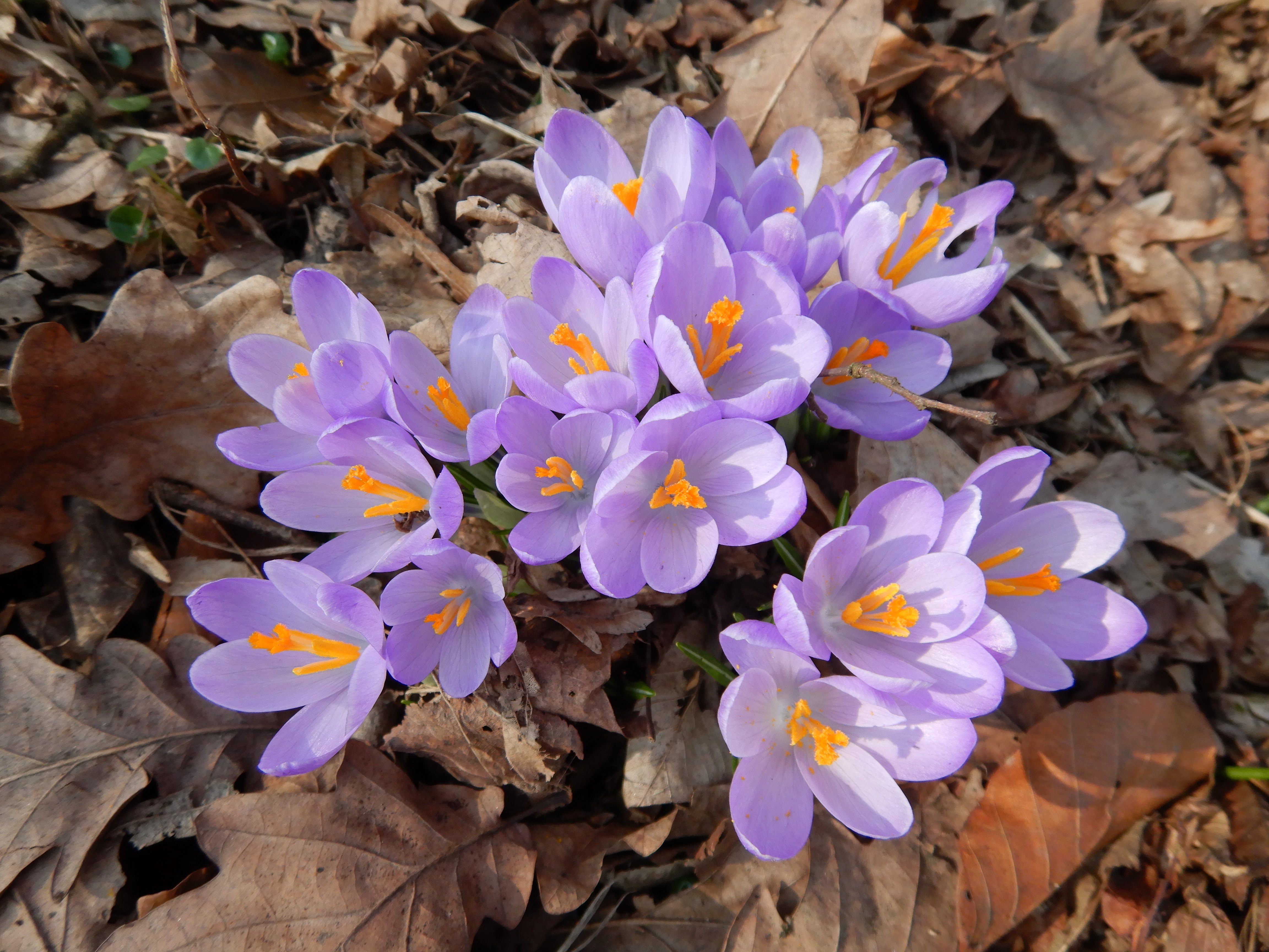 DSCN3174 crocus exiguus südstmk 2026-03-03.jpg