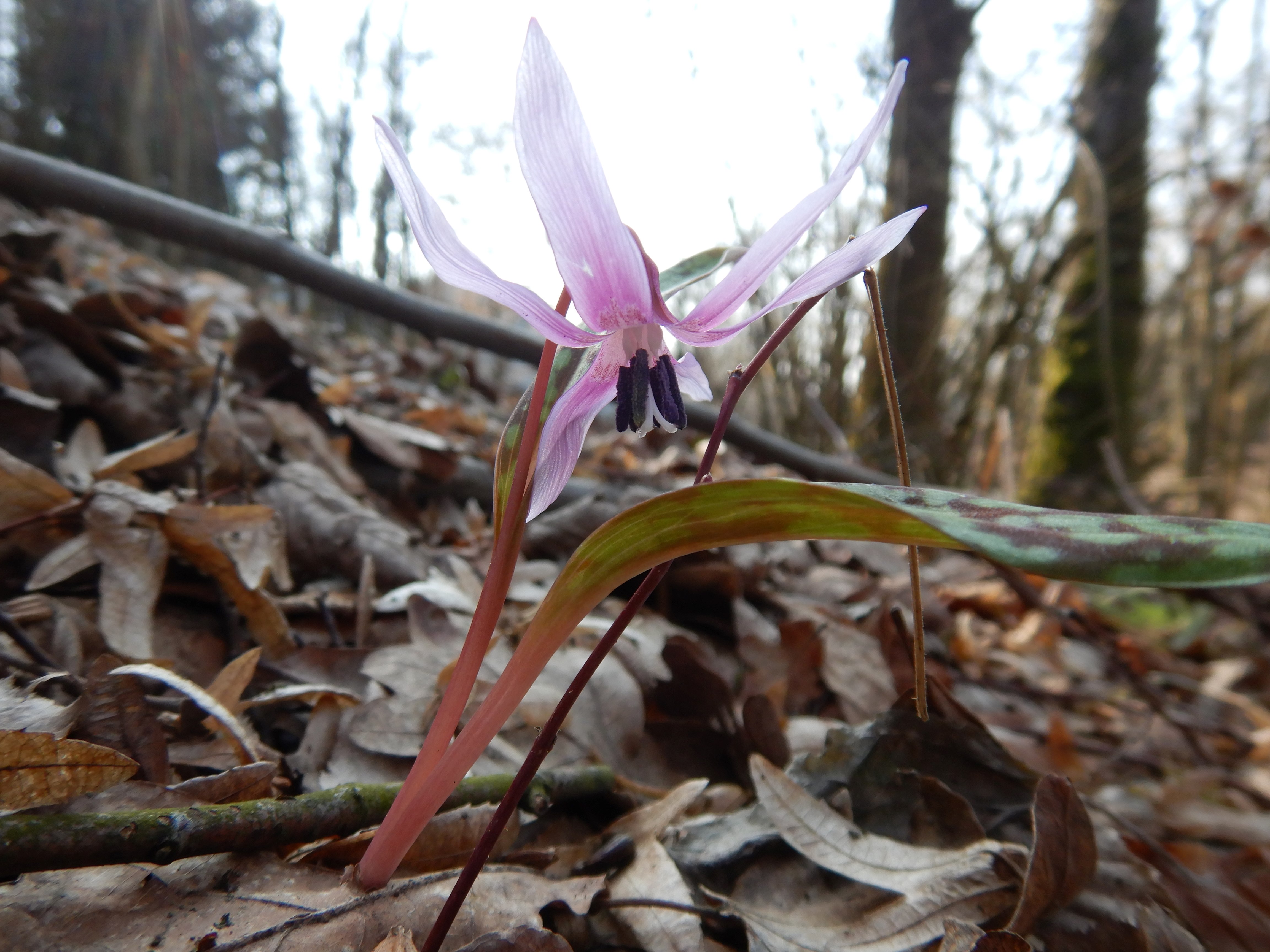 DSCN3194 erythronium dens-canis südstmk 2026-03-03.jpg