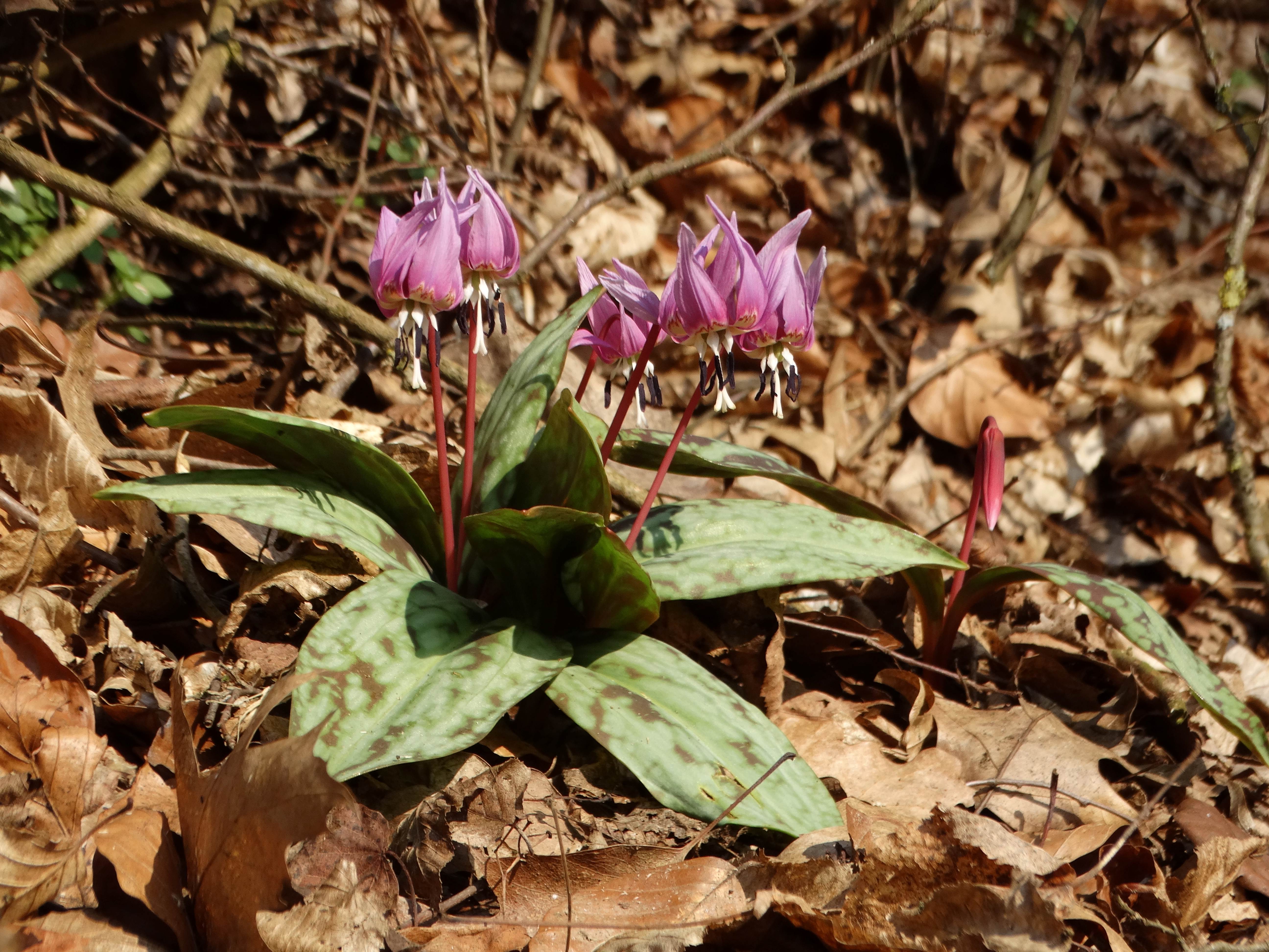 DSC07615 erythronium dens-canis südstmk 2026-03-03.jpg