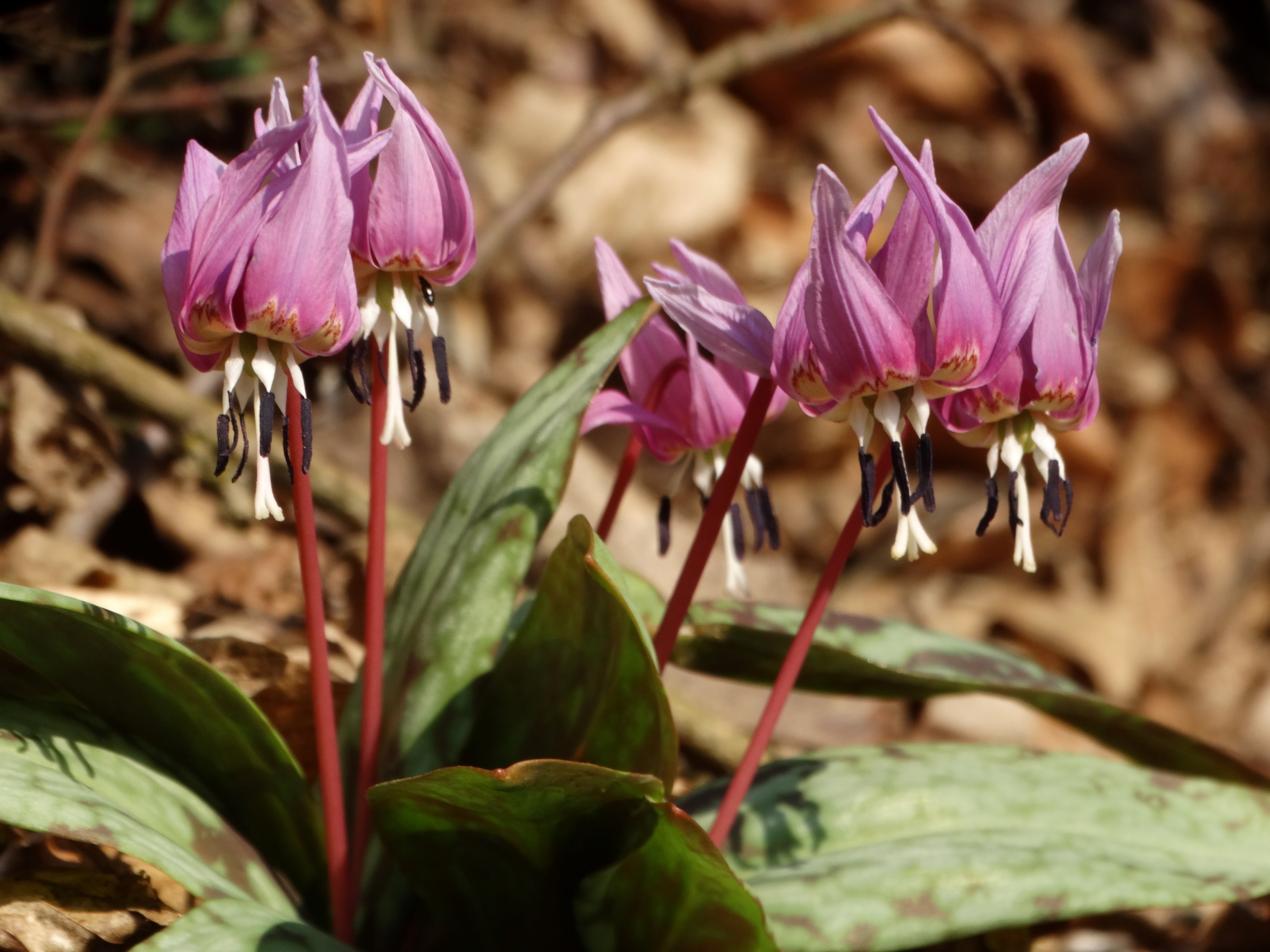 DSC07616 erythronium dens-canis südstmk 2026-03-03.jpg