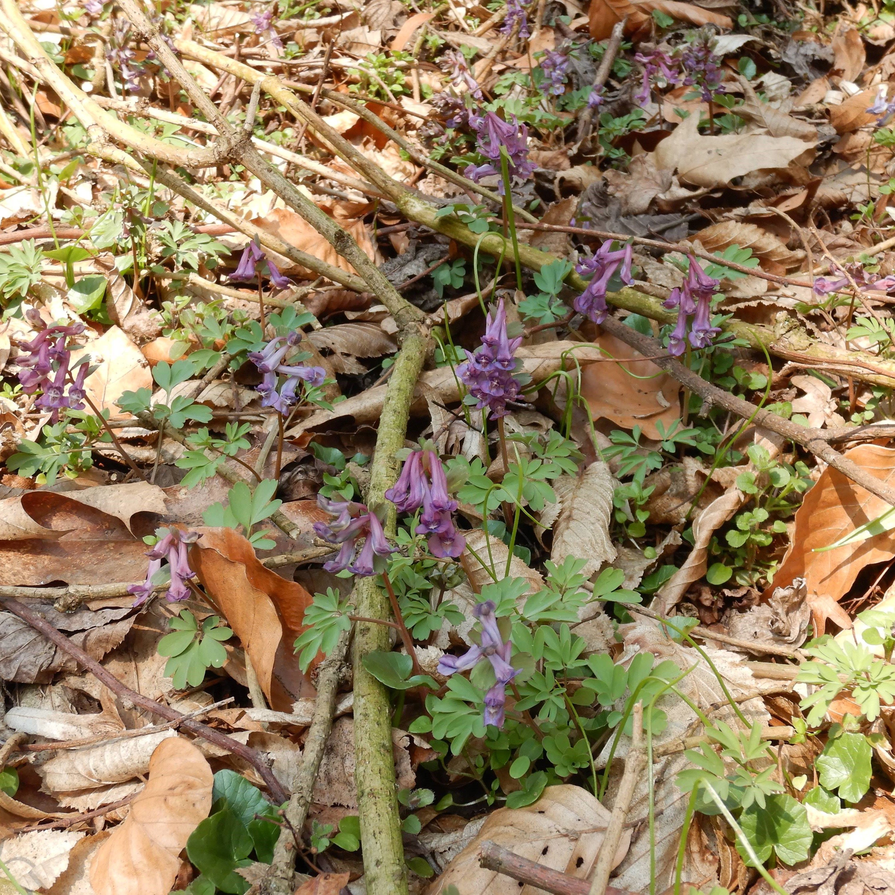 DSCN3266 corydalis solida südstmk 2026-03-03a.jpg