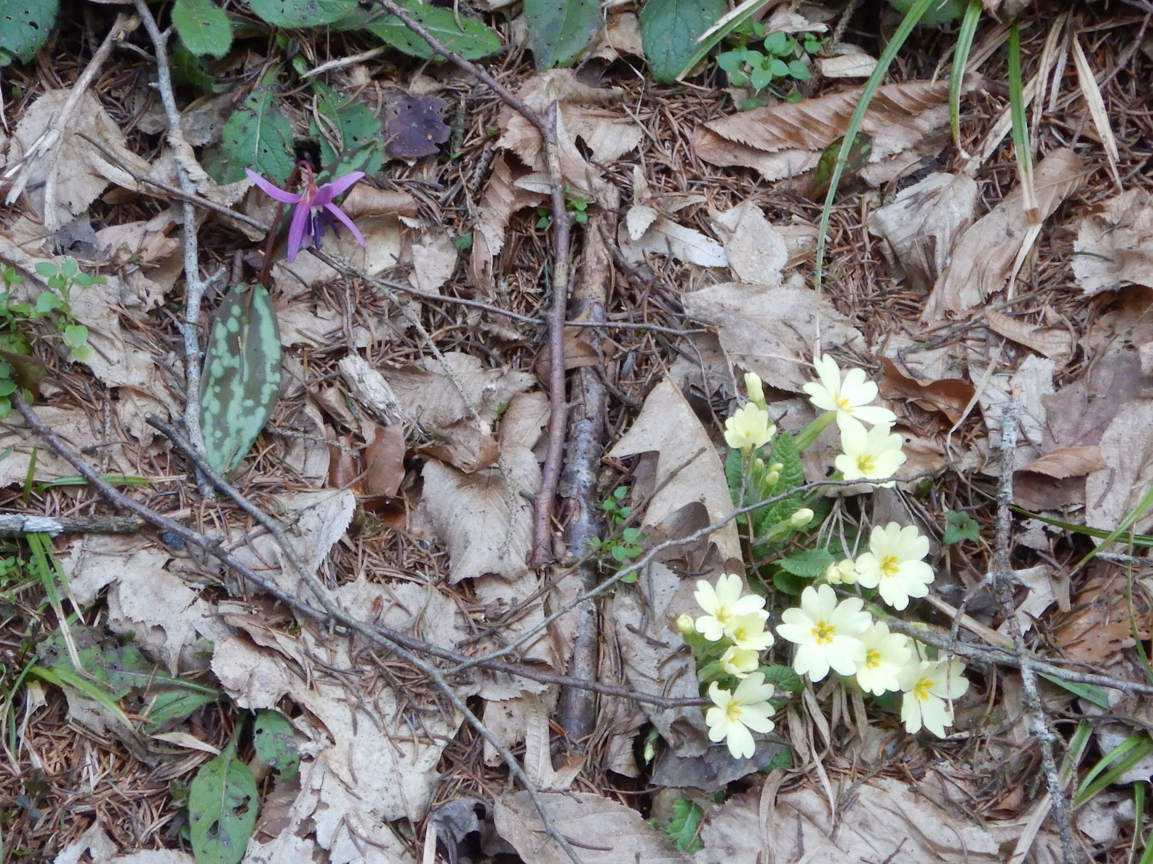 DSCN3396 erythronium dens-canis, primula vulgaris südstmk 2026-03-03.jpg
