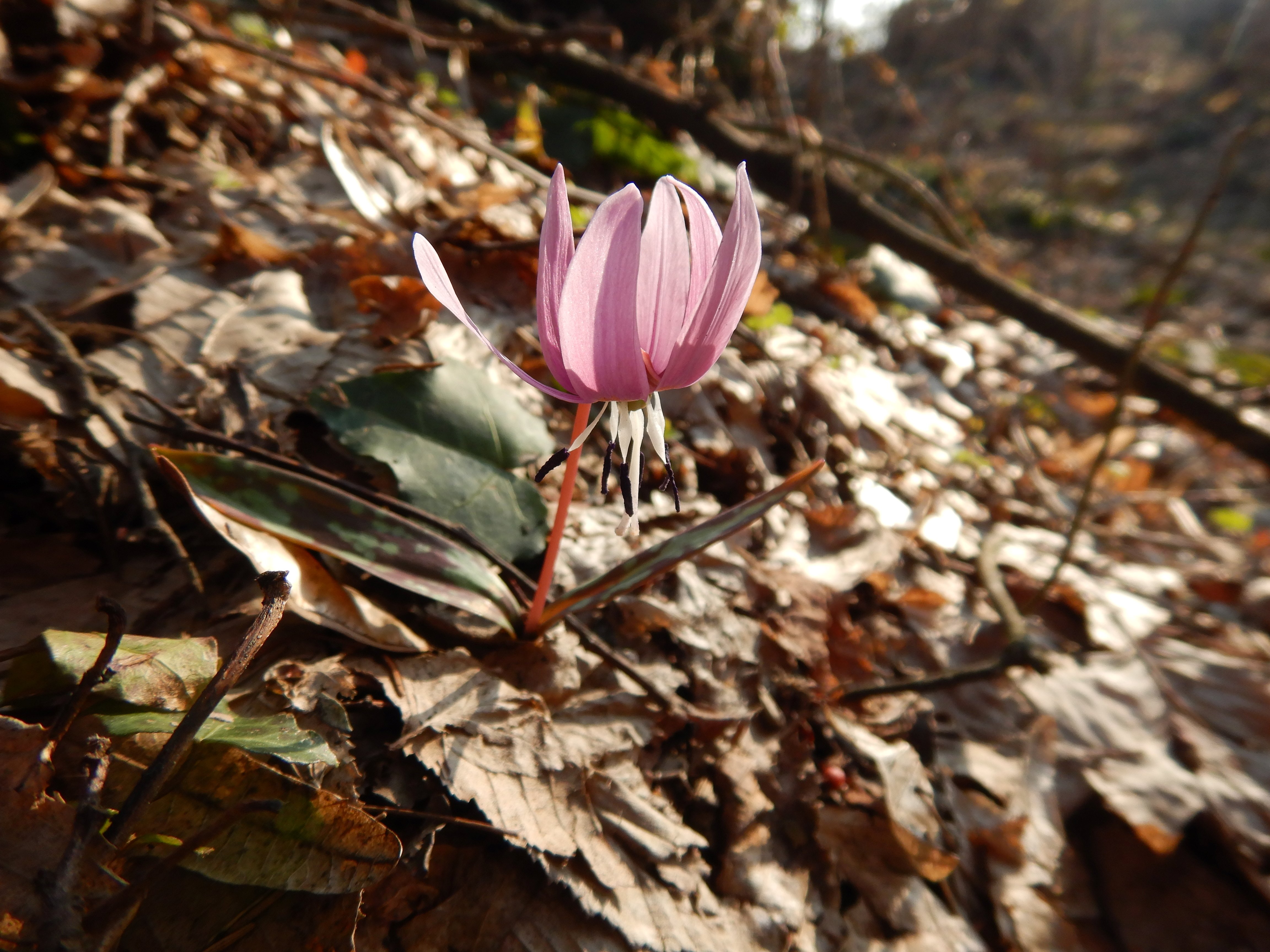 DSCN3415 erythronium dens-canis südstmk 2026-03-03.jpg