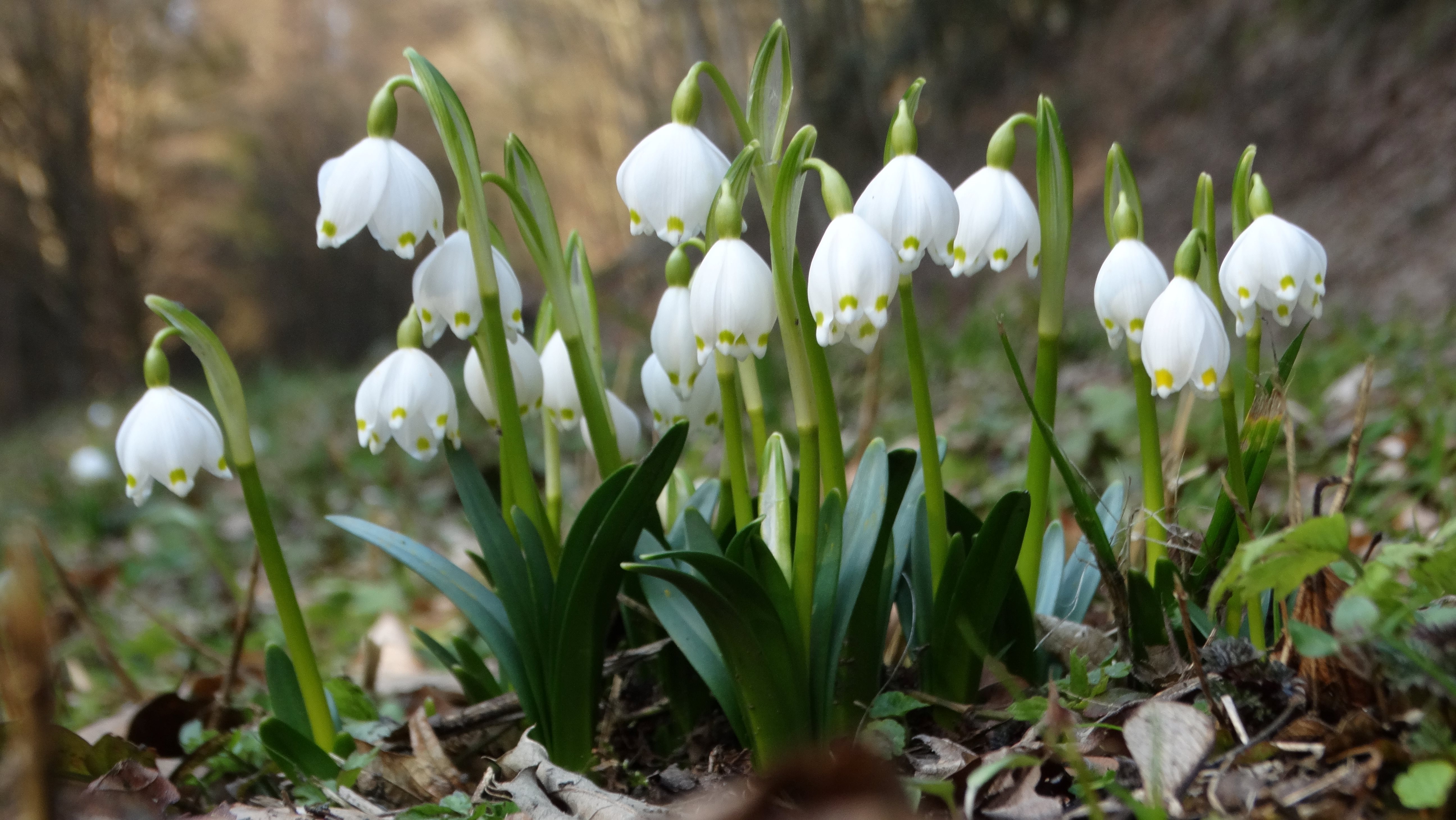 DSC07635 leucojum vernum südstmk 2026-03-03.jpg