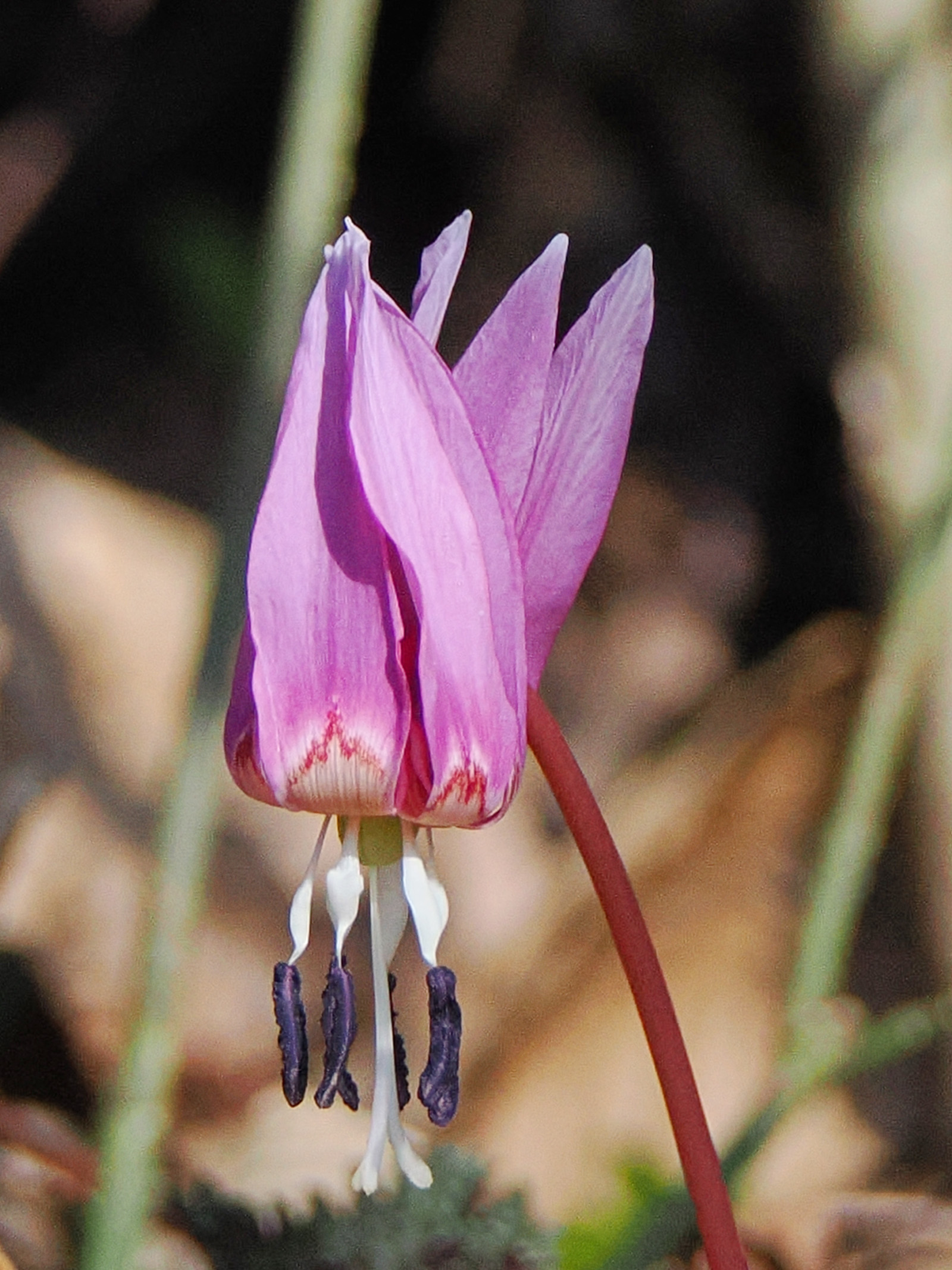 Erythronium dens-canis3.jpg