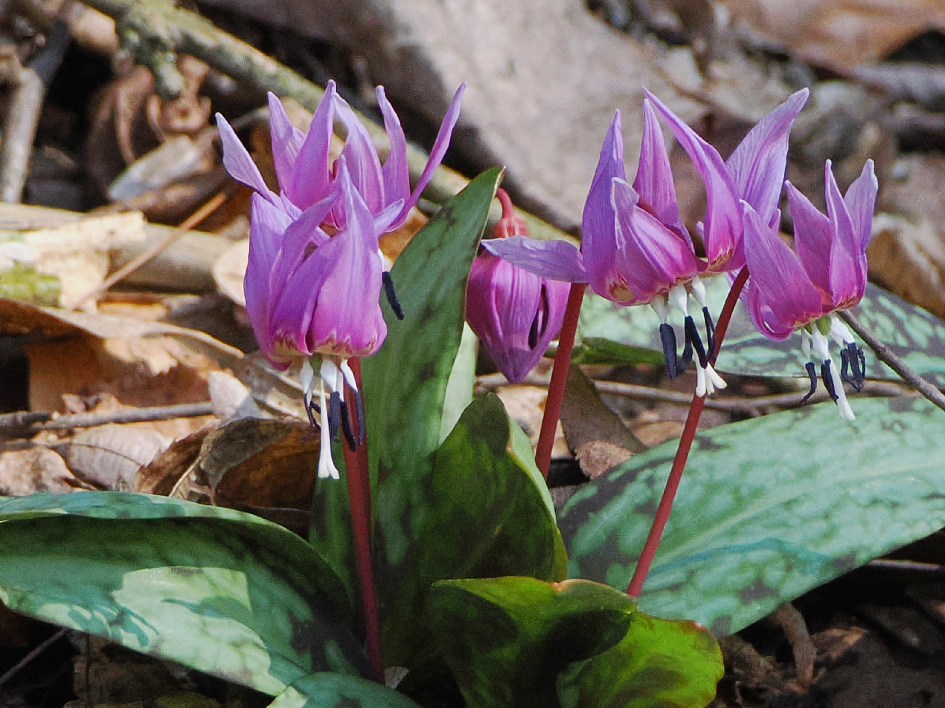 Erythronium dens-canis2.jpg