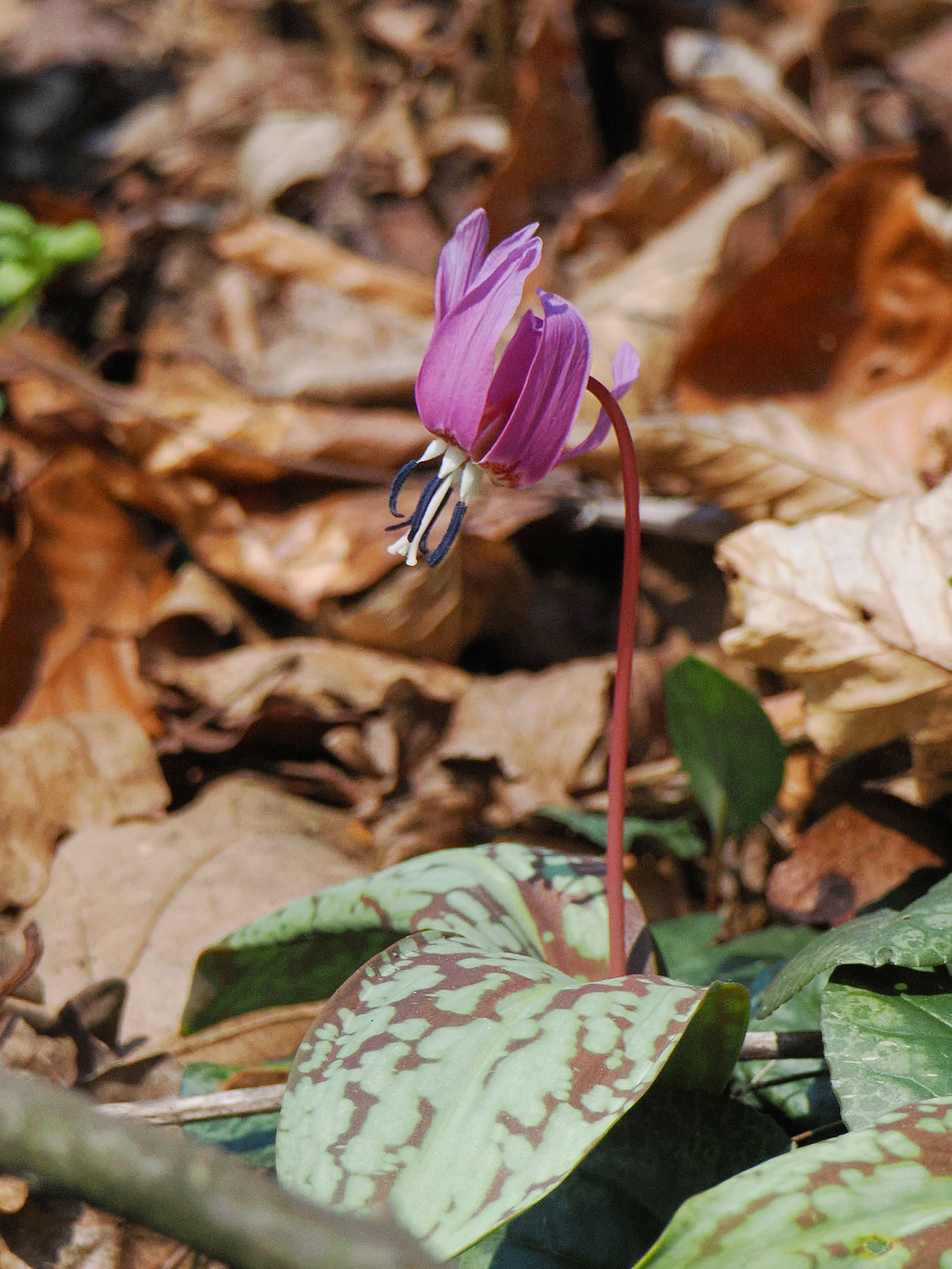 Erythronium dens-canis.jpg
