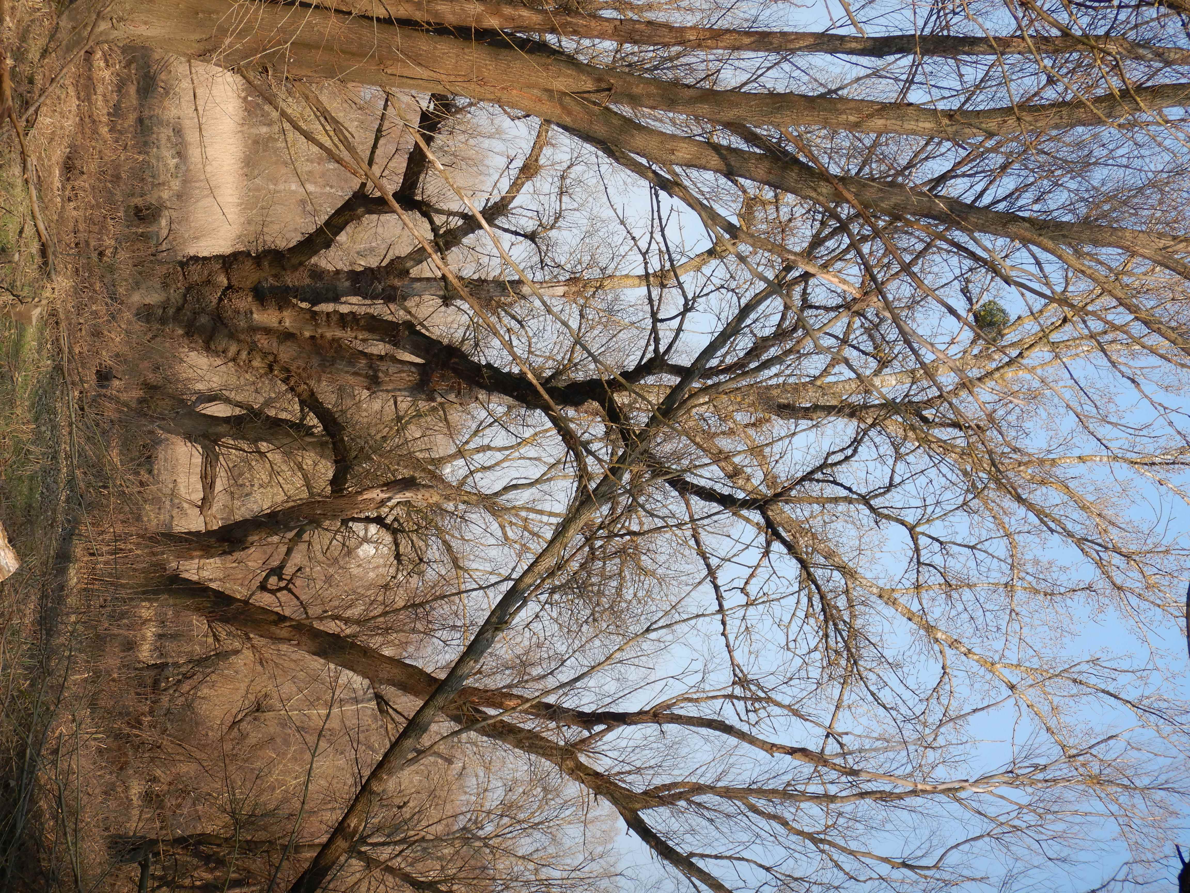 DSCN3635 mistel auf schwarzpappel, marchau bei markthof 2026-03-04.jpg