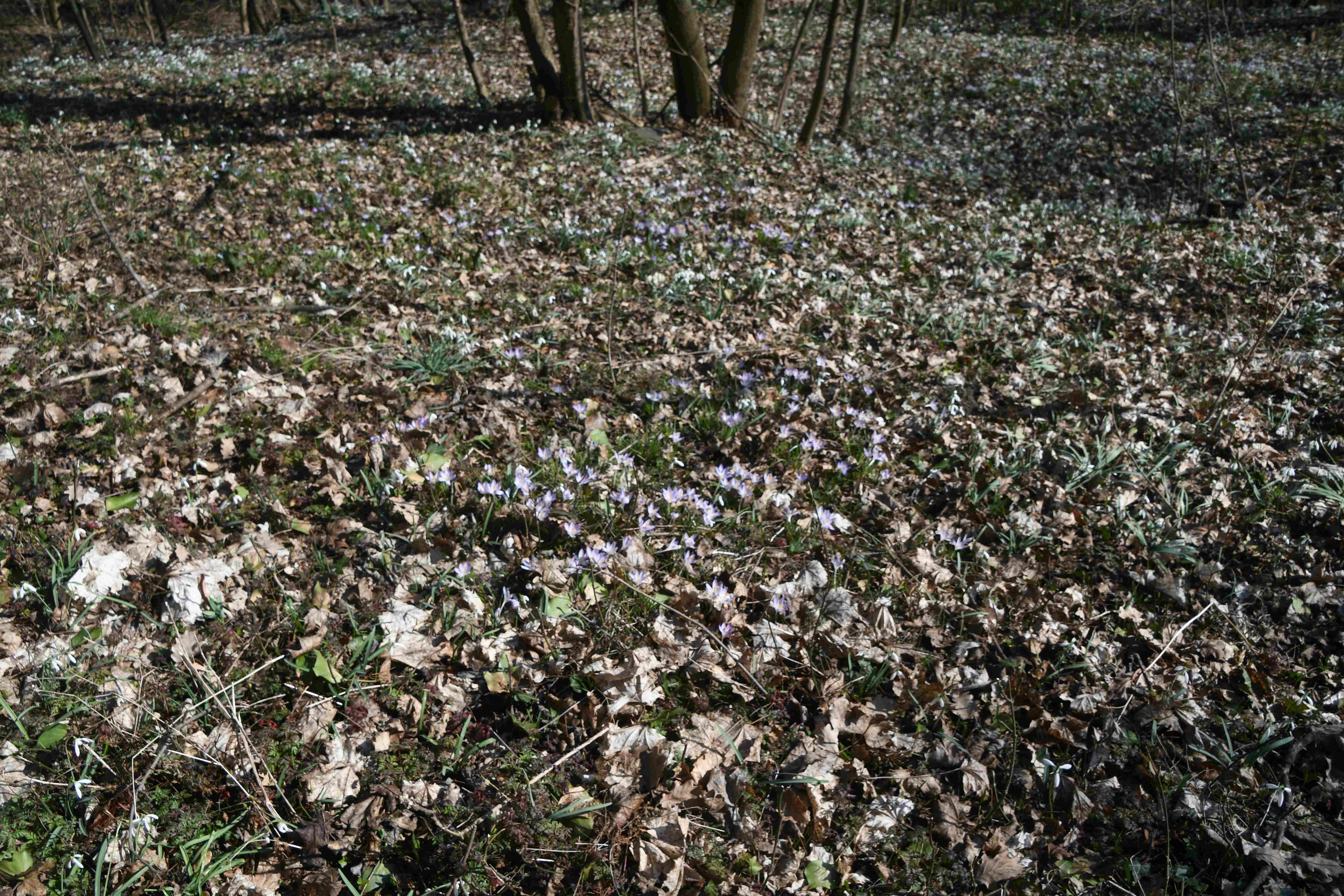Hainburg -  - 05032026 - (24) -  Crocus tommasinianus - Elfen-Krokus und Galanthus nivalis - Schneeglöckchen.JPG