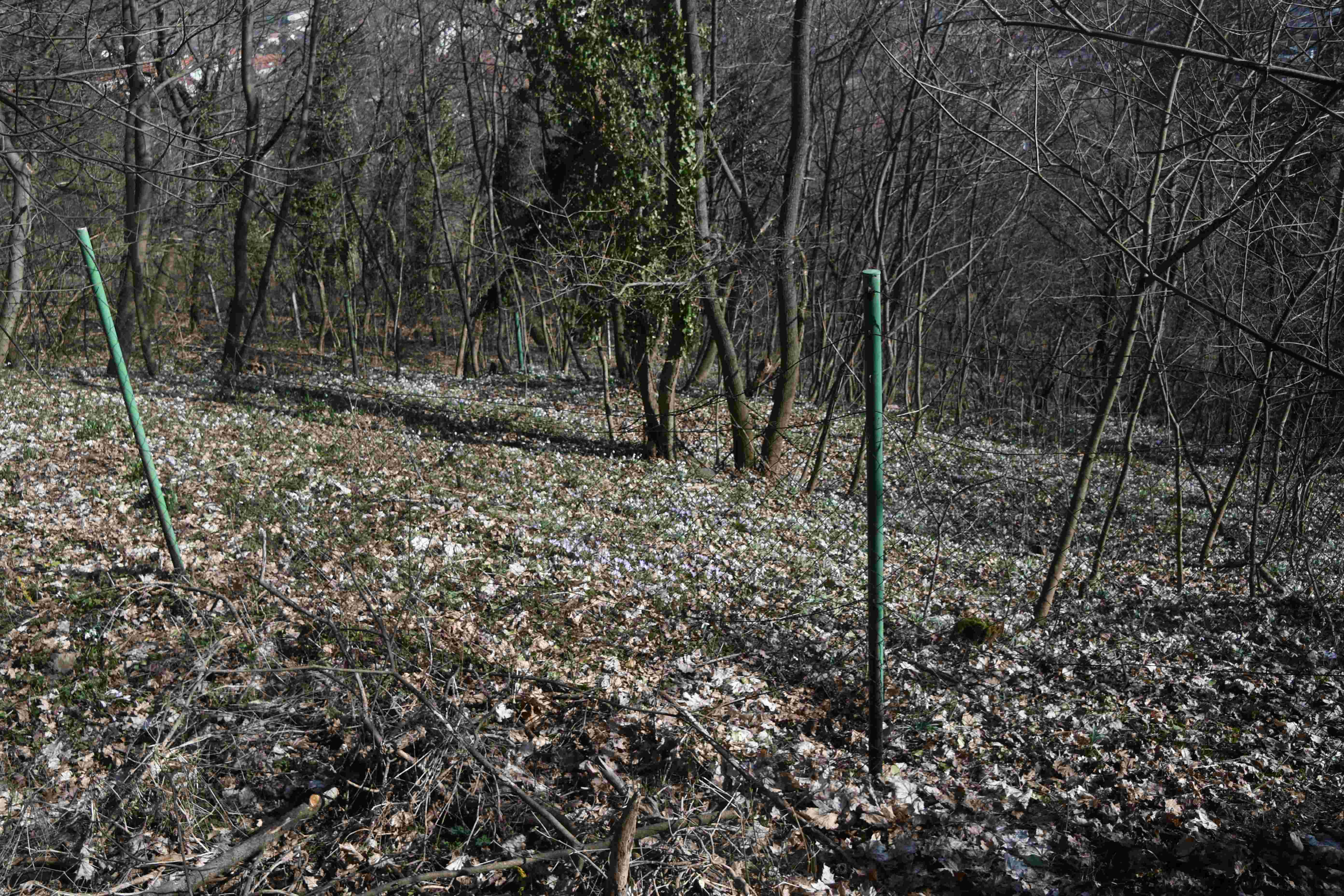 Hainburg - - 05032026 - (30) -  - Crocus tommasinianus - Elfen-Krokus und Galanthus nivalis - Schneeglöckchen.JPG