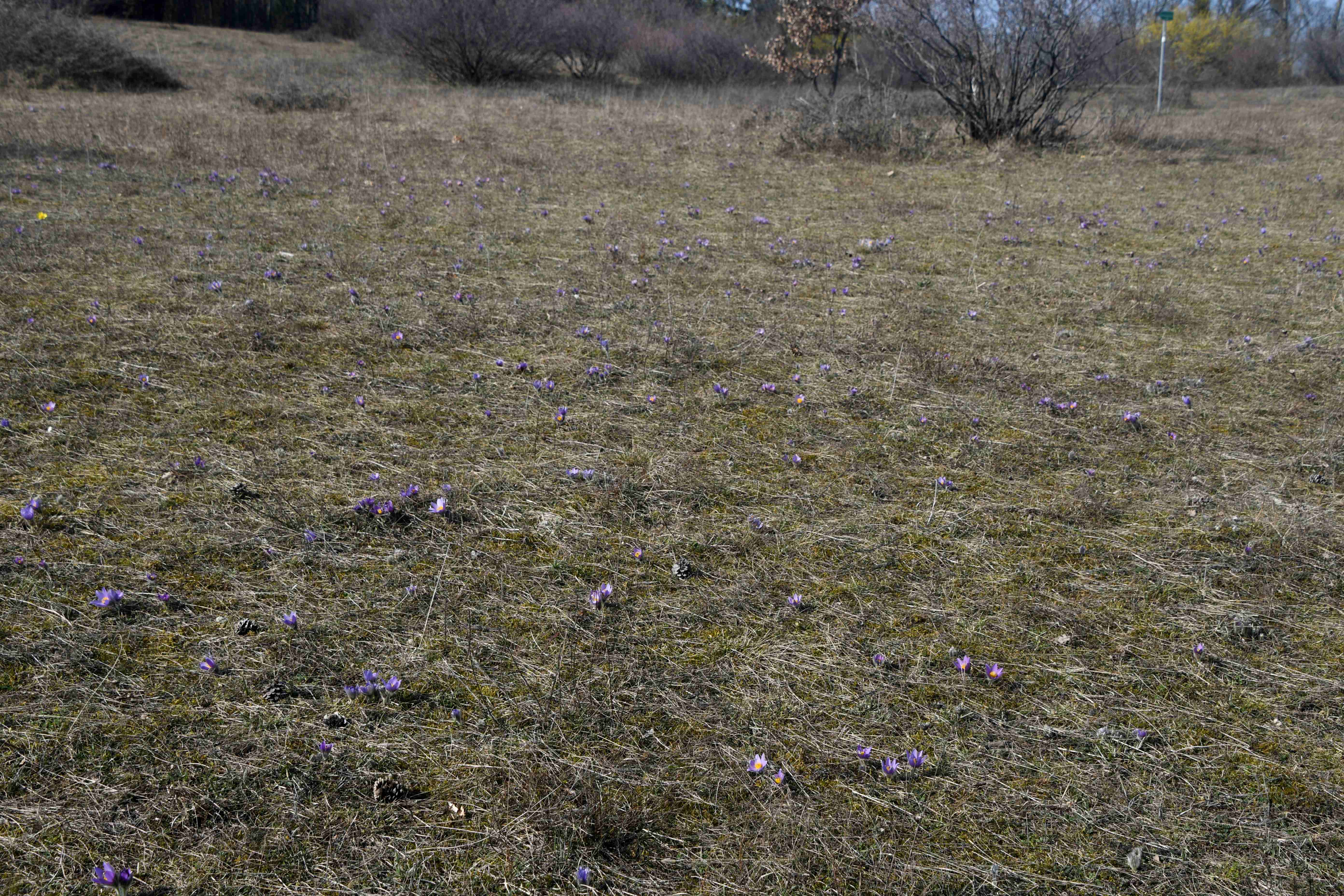 P - 06032026 - (23) - - Pulsatilla grandis - Groß-Küchenschelle.JPG