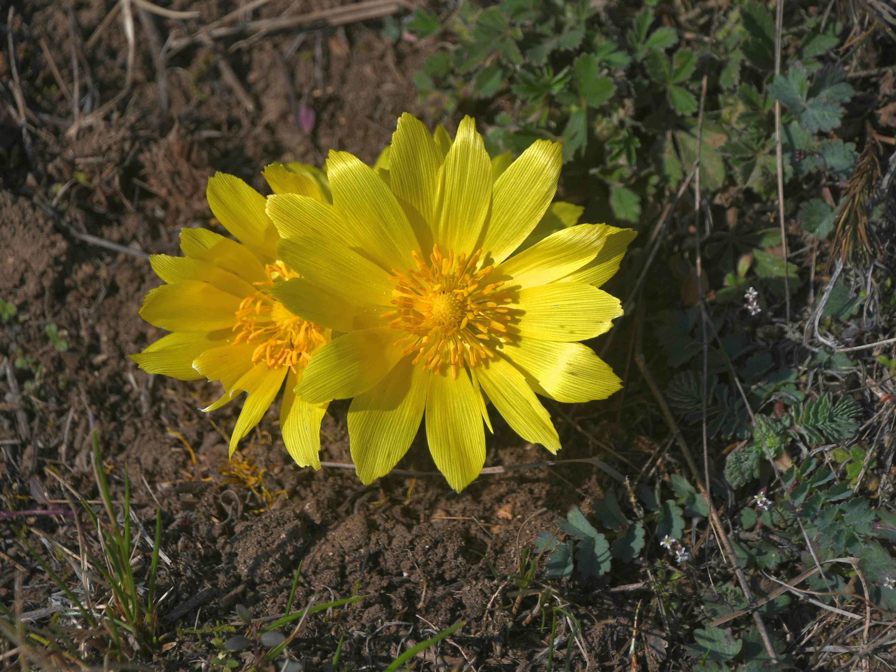 P - 06032026 - (16) -  - Adonis vernalis - Frühlings-Adonis.JPG