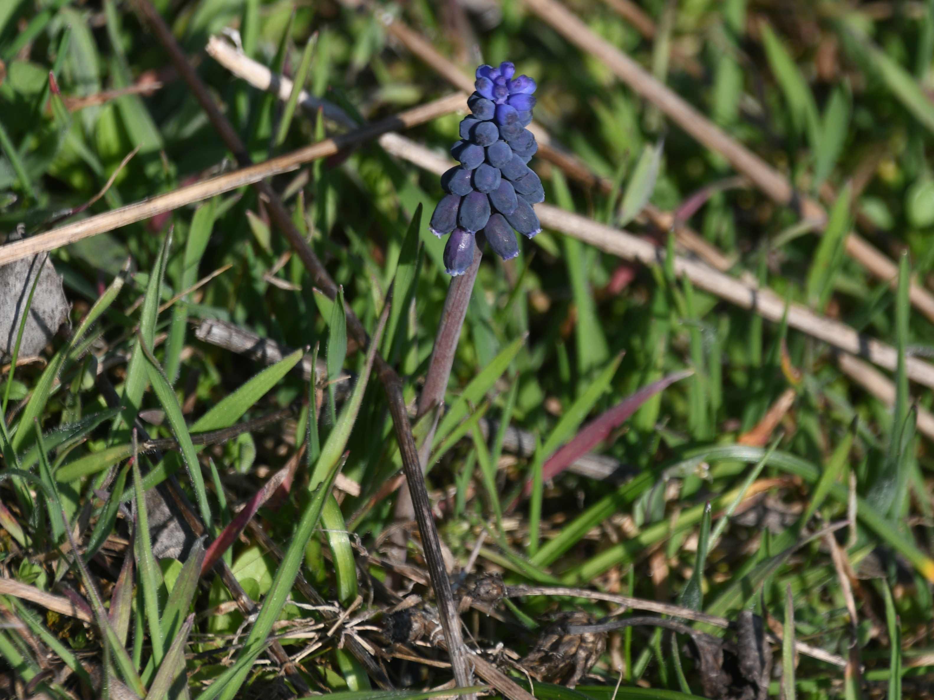 P - 06032026 - (114) -  - Muscari neglectum -  Weinbergs-Traubenhyazinthe.JPG