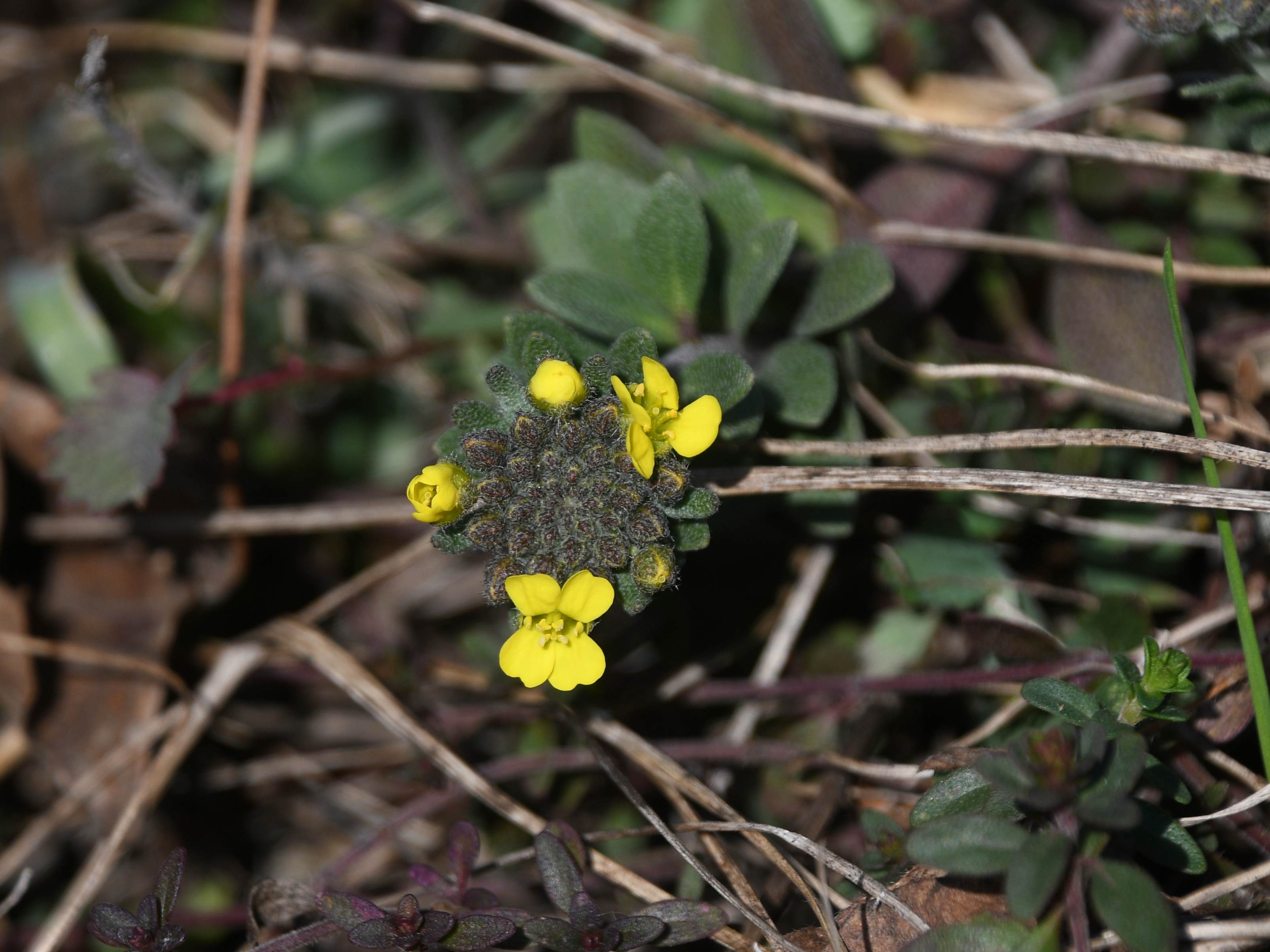 Hainburg -  - 05032026 - (33) -  - Alyssum montanum subsp. gmelinii - Sand-Steinkraut - Blühbeginn.JPG