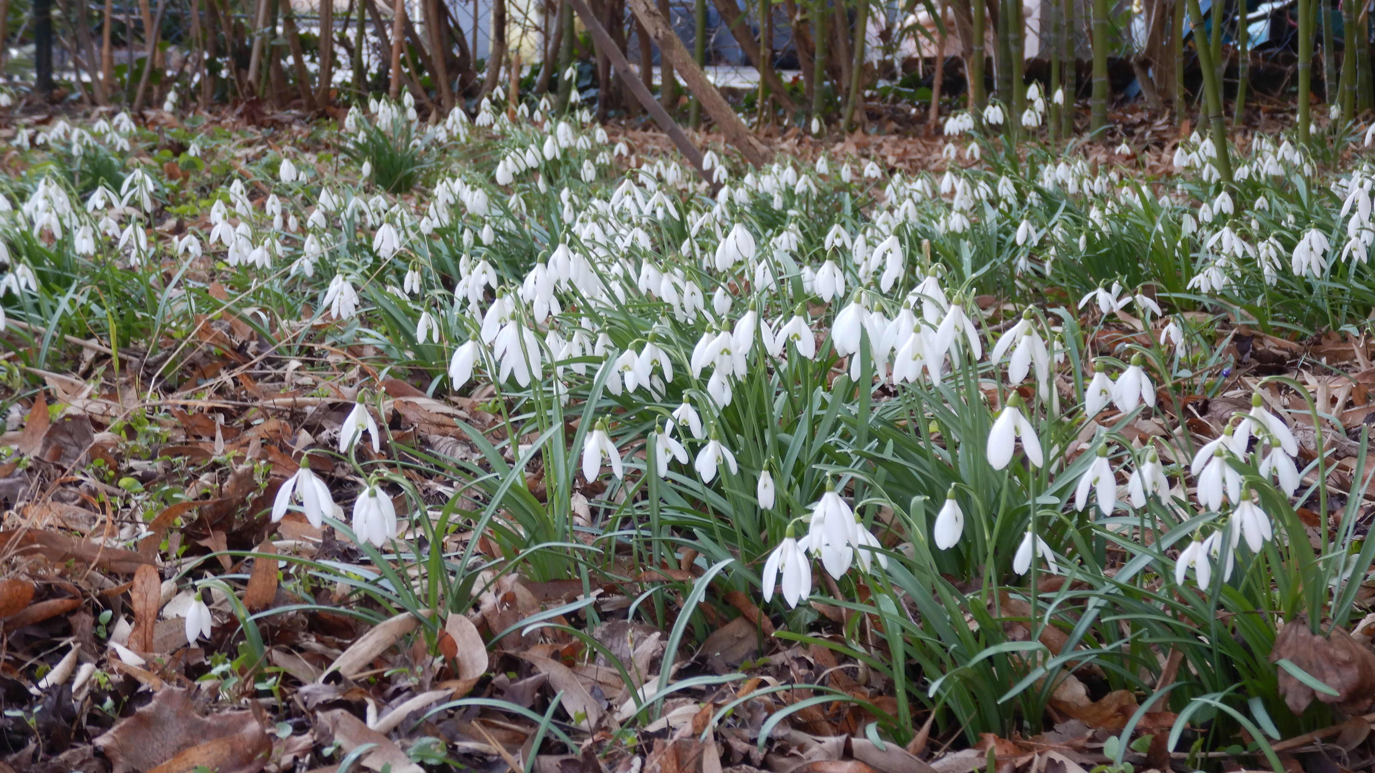 DSCN3808 phäno galanthus nivalis wien-22 2026-03-06.jpg