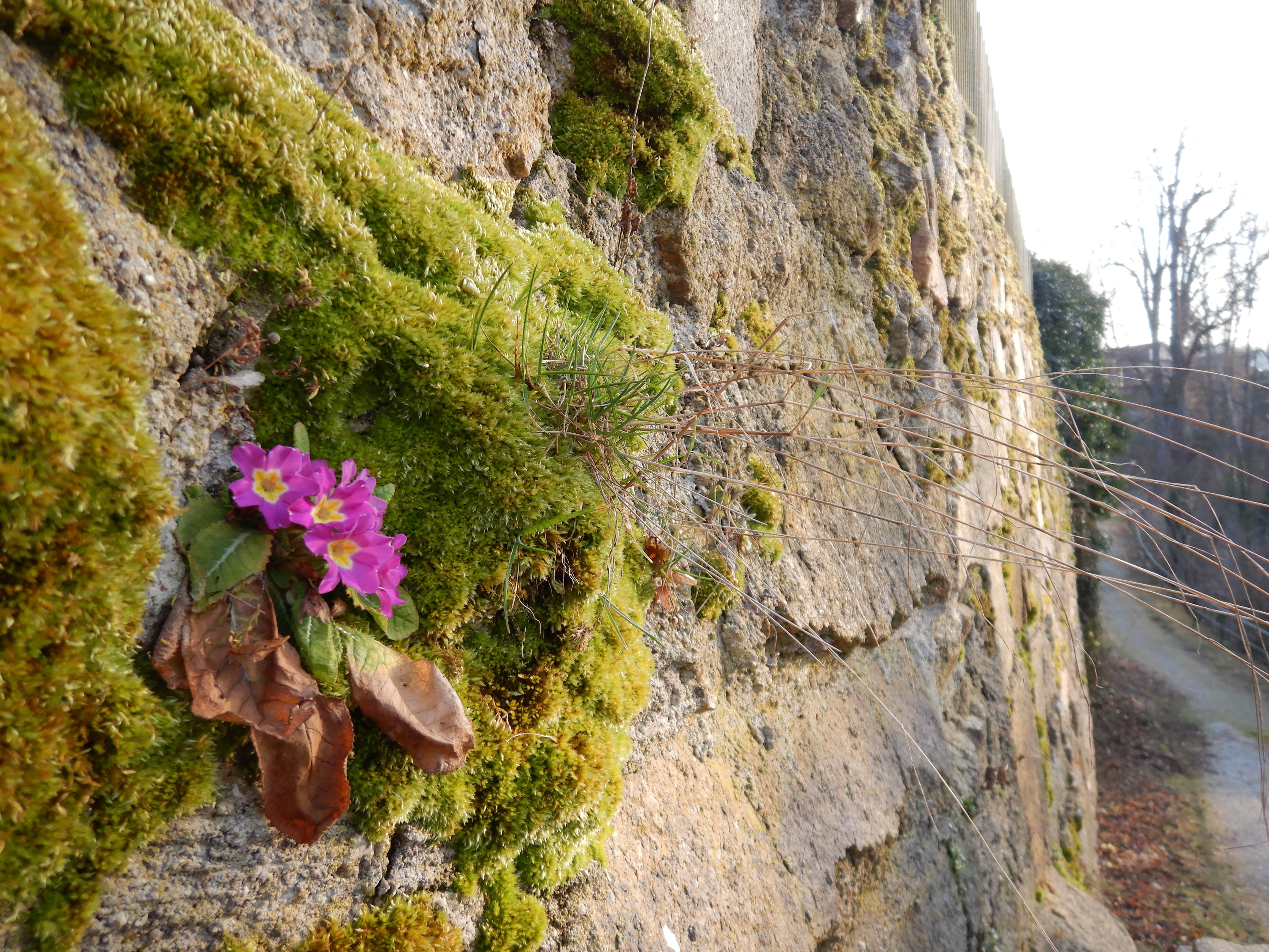 DSCN3808 phäno primula vulgaris weitra 2026-03-06.jpg