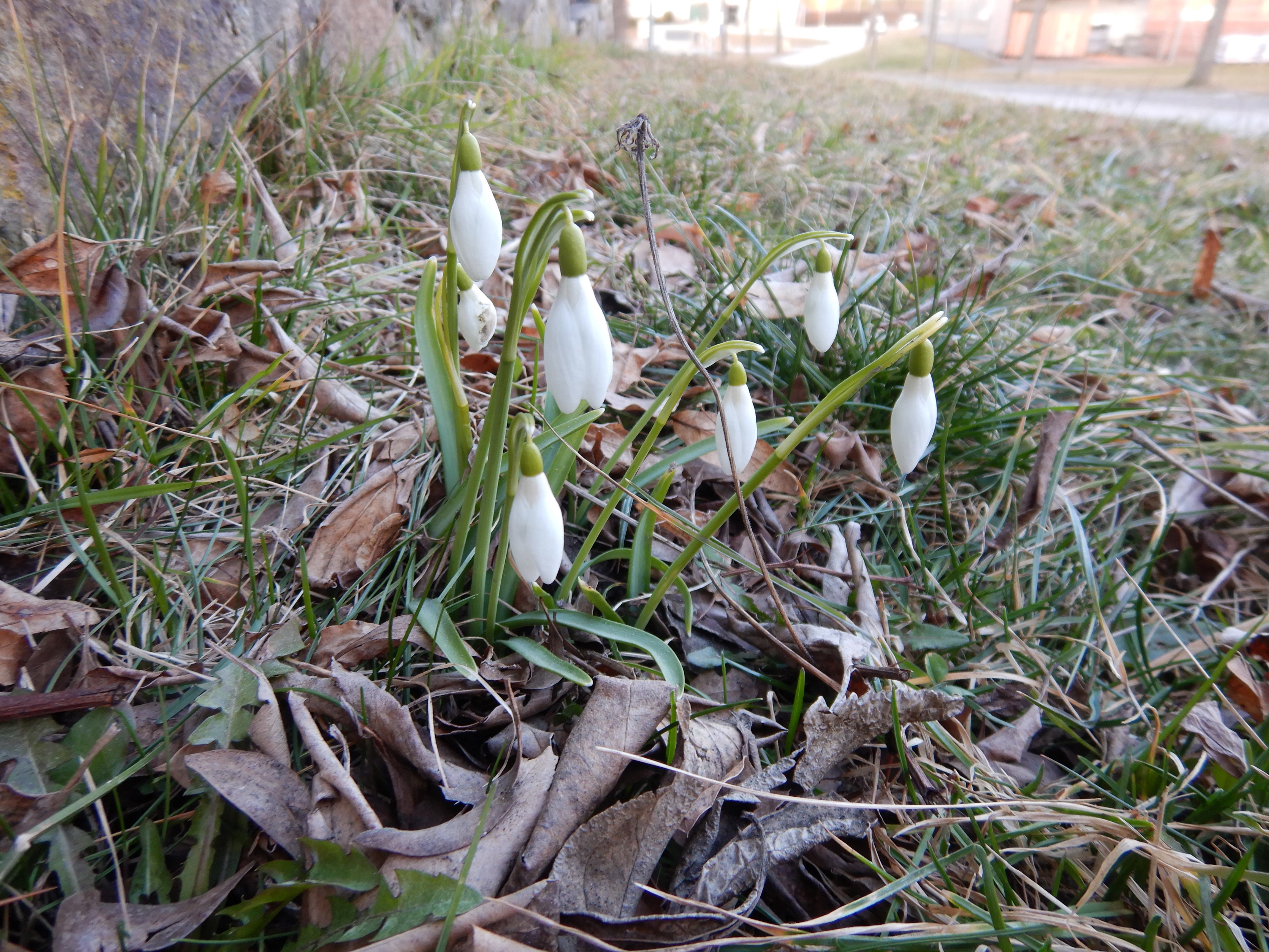 DSCN4054 phäno galanthus nivalis weitra 2026-03-06.jpg